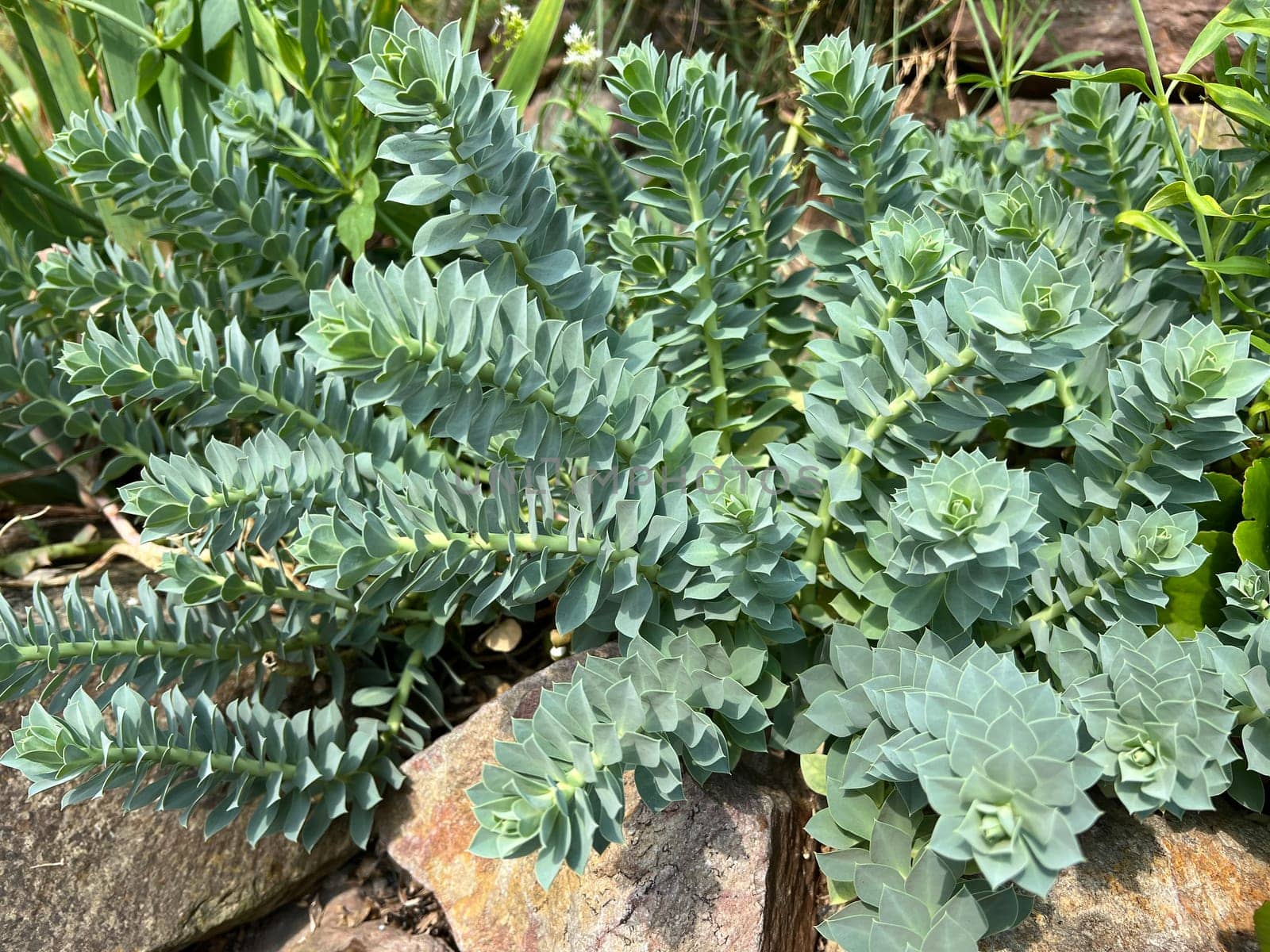 Euphorbia myrsinites is a beautiful plant with green flowers. Roller spurge is a beautiful plant with green flowers.