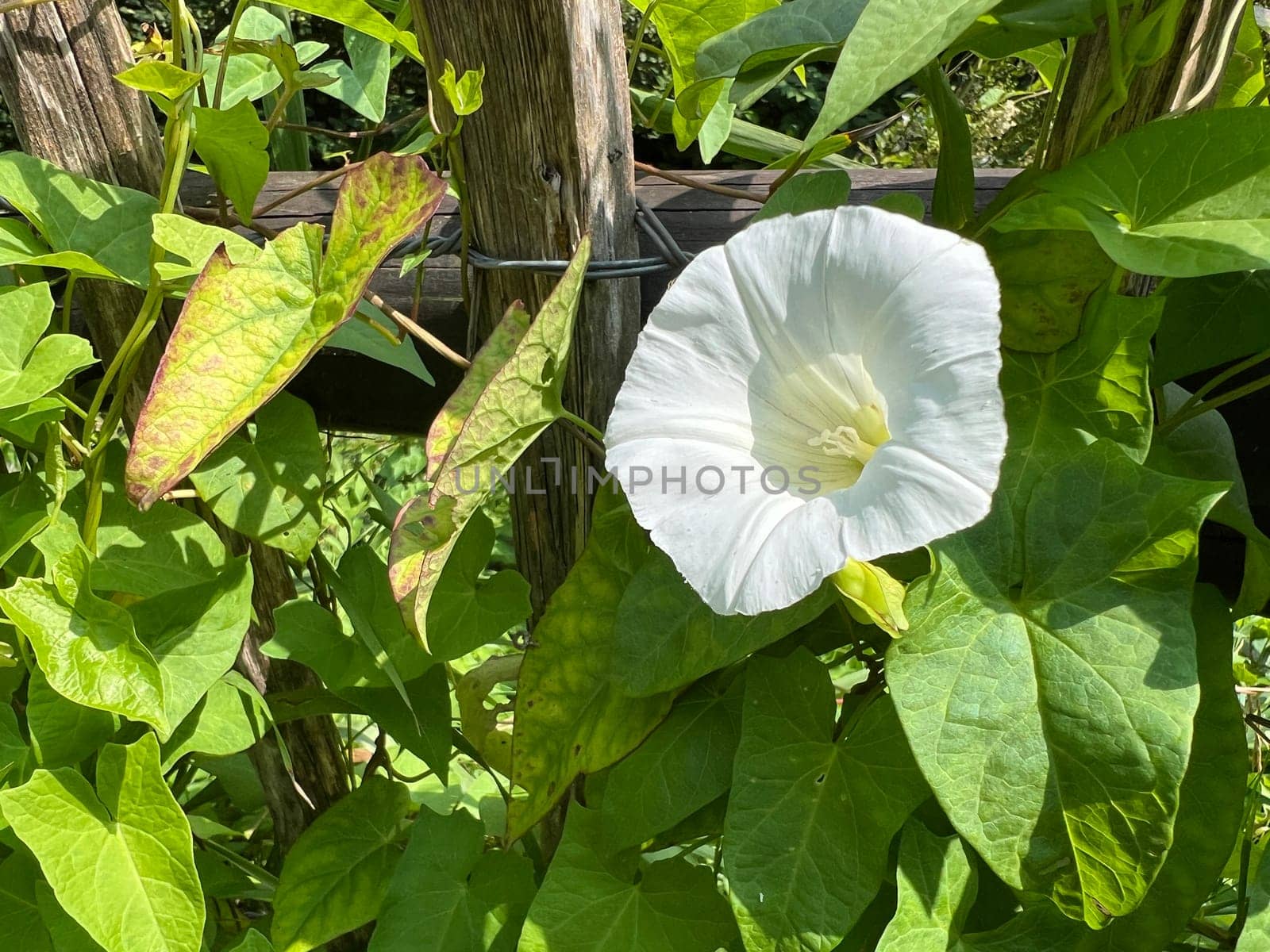 Morning glory,Convolvulus pulcher,is a climbing plant with white flowers that likes to overgrow all other plants. Hedge bindweed,Convolvulus pulcher,is a climbing plant with white flowers that likes to overgrow all other plants.