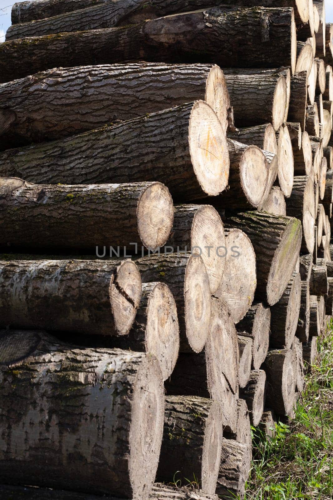 Pile of wood logs. Natural wooden background with closeup of clean cut of chopped firewood logs.
