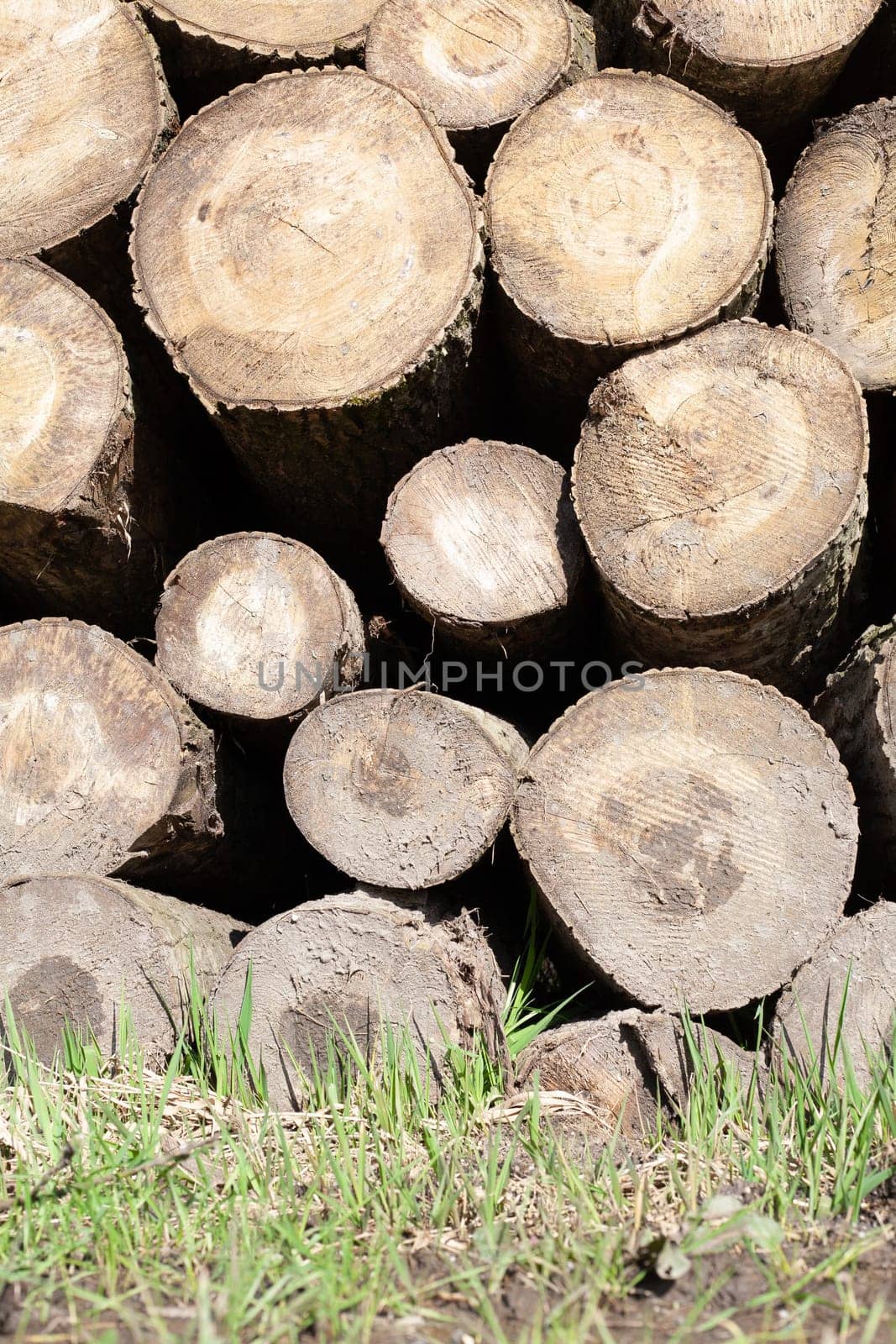 Pile of wood logs. Natural wooden background with closeup of clean cut of chopped firewood logs.