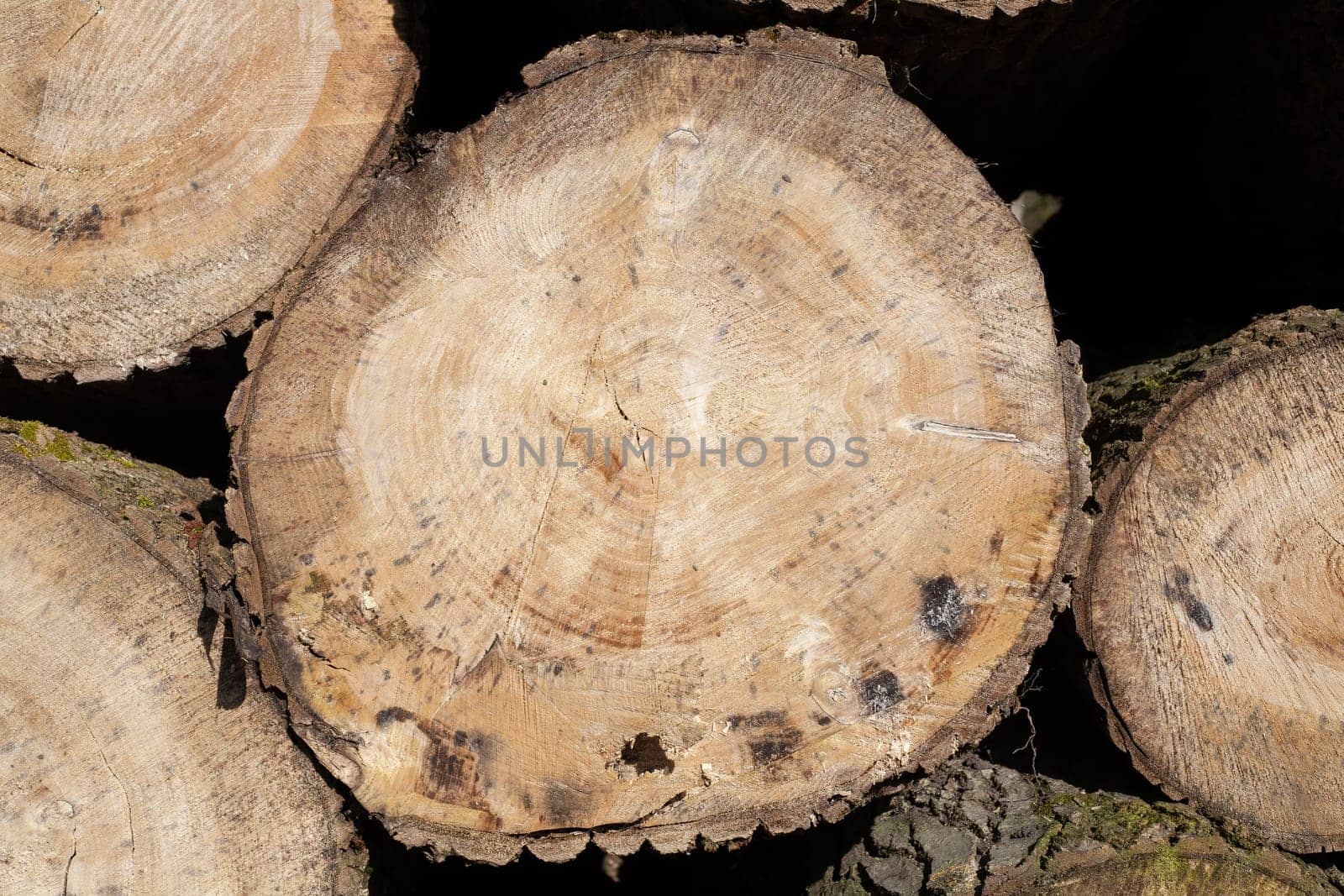 Pile of wood logs. Natural wooden background with closeup of clean cut of chopped firewood logs.