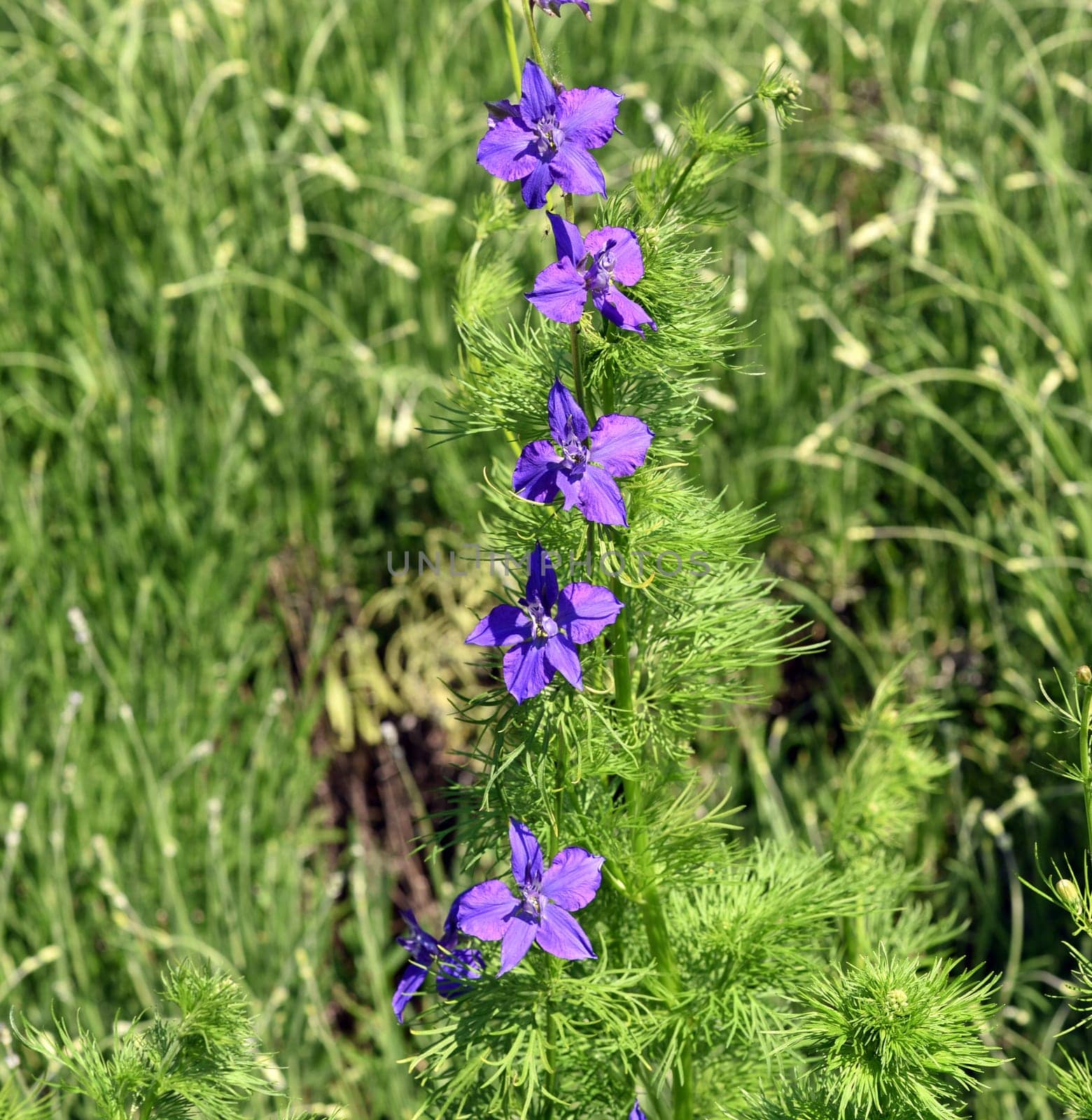 Delphinium,consolida ajacis is a wild and medicinal plant with blue flowers. Barnacle spur,consolida ajacis is a wild and medicinal plant with blue flowers.