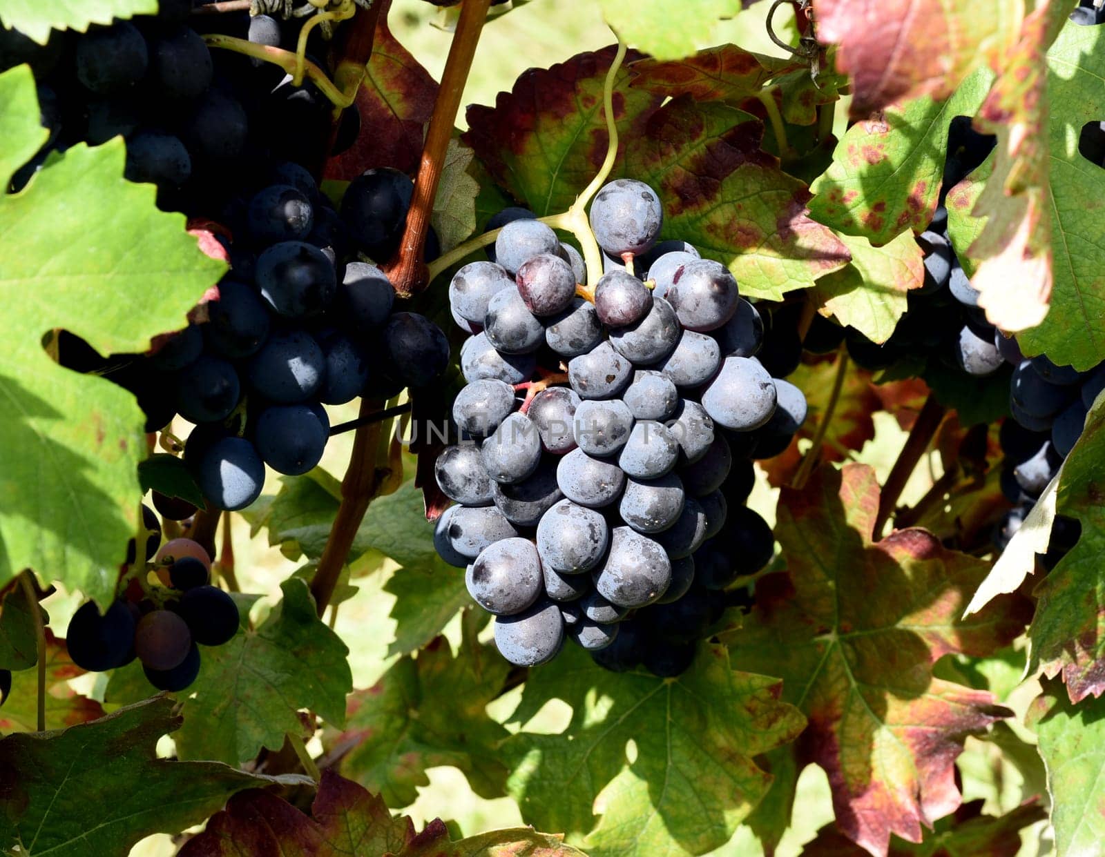 Barbera red wine,Vitis vinifera,is a wine that is mainly grown in Italy. Barbera,Red wine,Vitis vinifera,is a wine that is mainly grown in Italy