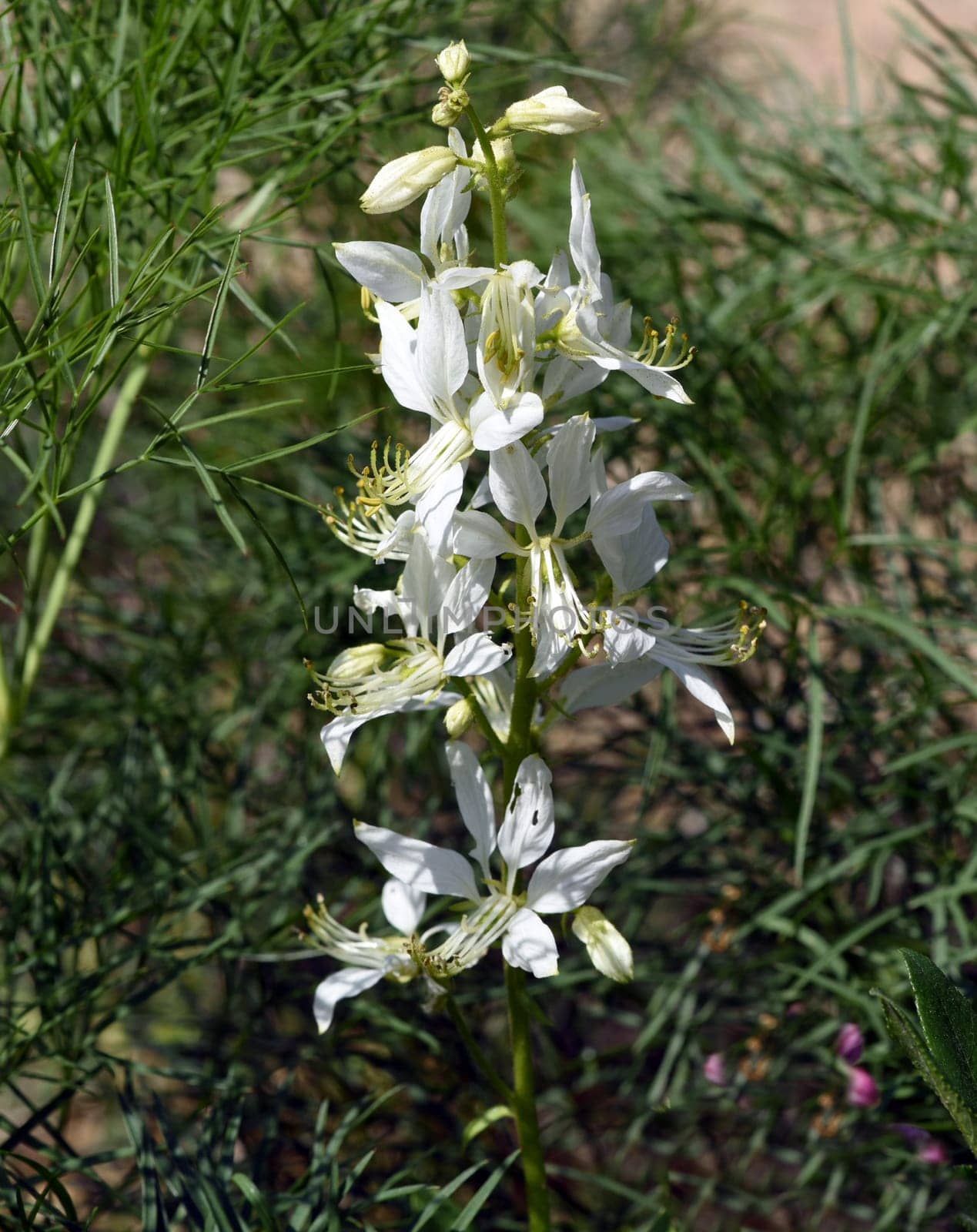 Delphinium,consolida ajacis is a wild and medicinal plant with blue flowers. Barnacle spur,consolida ajacis is a wild and medicinal plant with blue flowers.