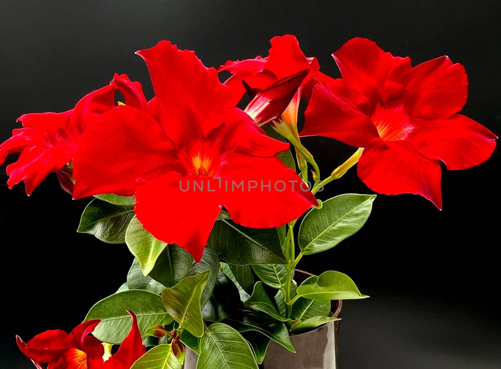 Dipladenia is a perennial bloomer with white,red and pink flowers,but not hardy. Dipladenia is a perennial bloomer with white,red and pink flowers,but is not winter hardy.