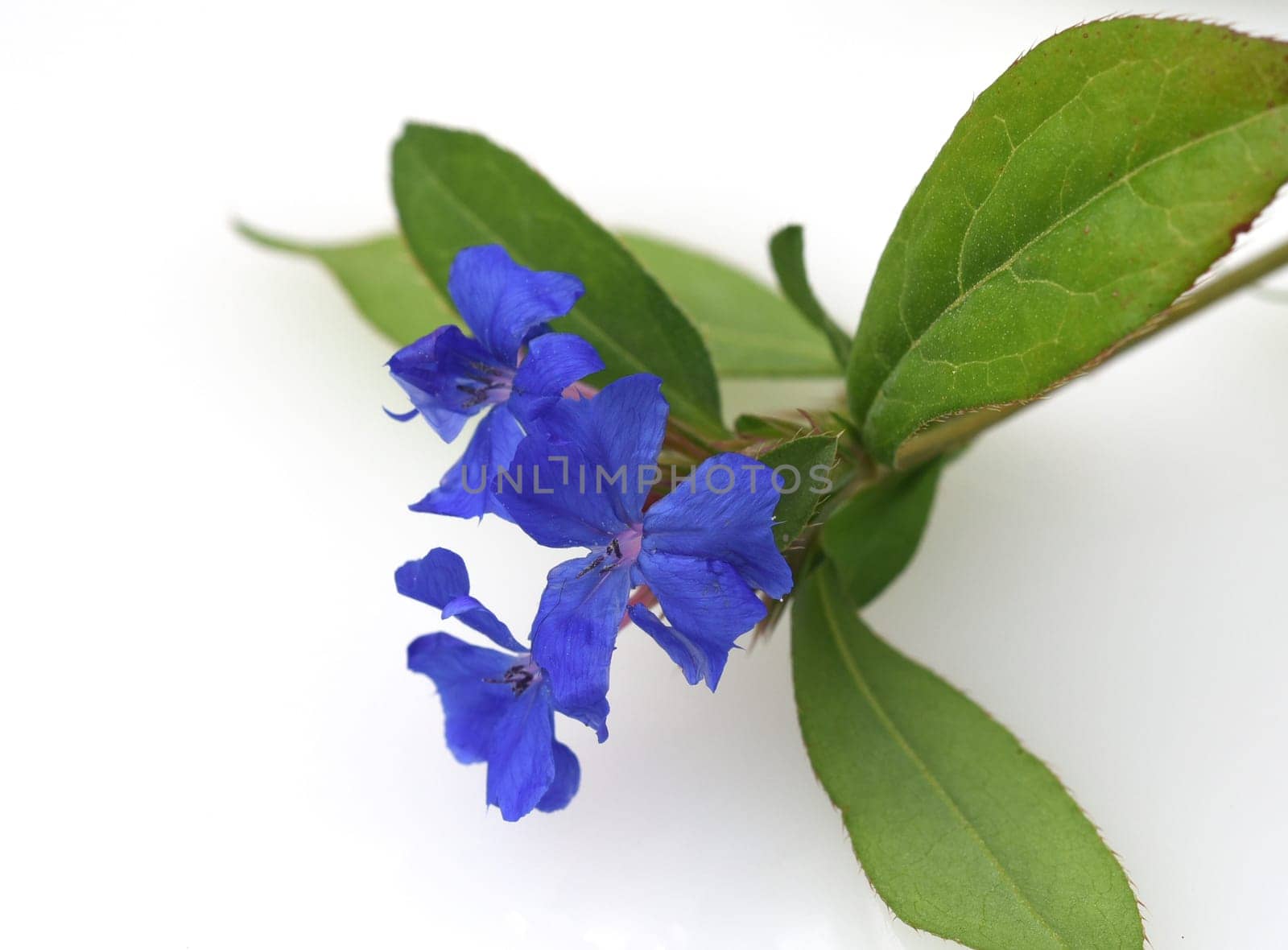 Leadroot,Cerastostigma,Wiimottiana is an important medicinal plant and a flower with blue flowers. Leadwort,Cerastostigma,Wiimottiana is an important medicinal plant and a flower with blue flowers.