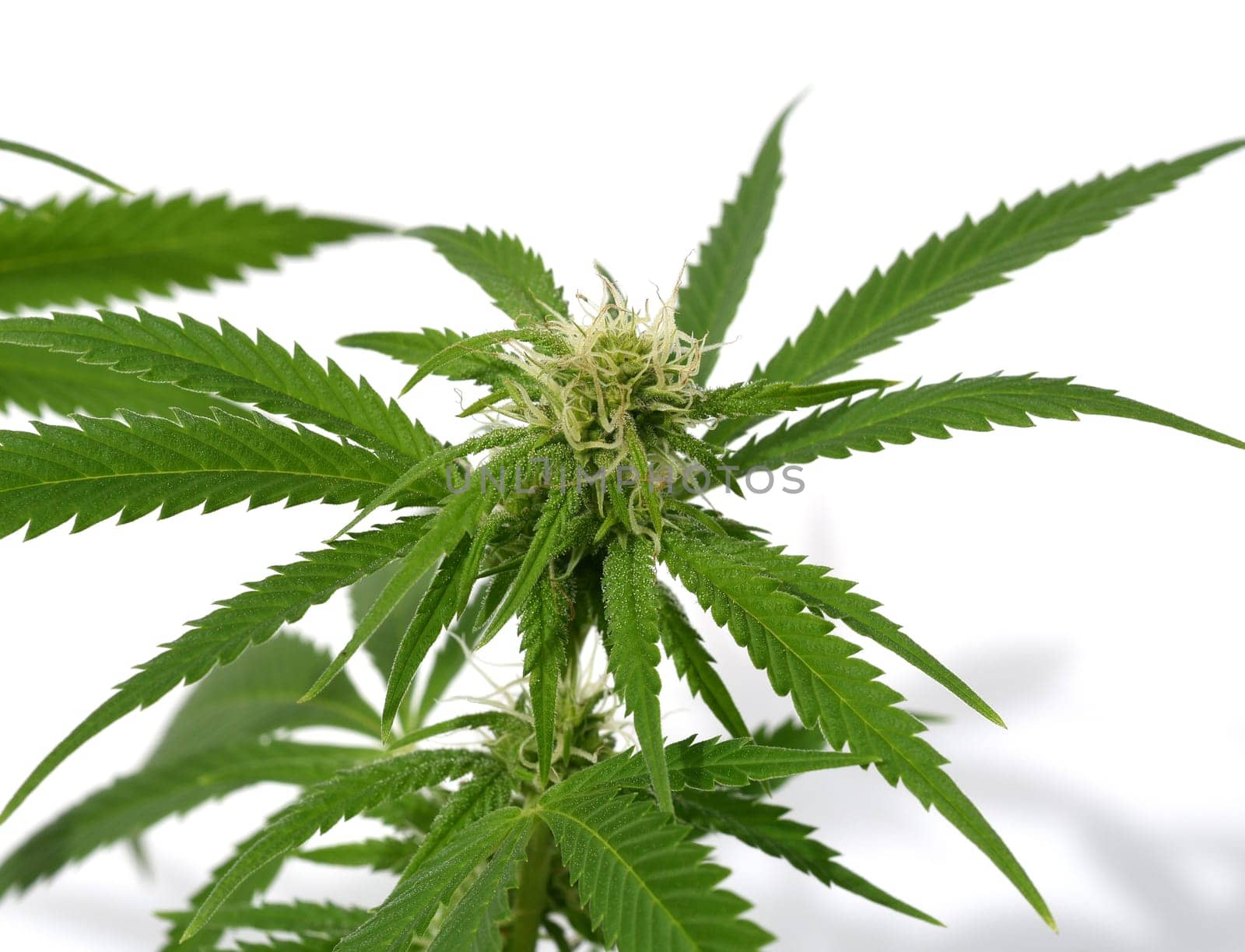 Hemp,cannabis indica is a useful and narcotic plant that is also used in medicine. Hemp,cannabis indica is a useful and narcotic plant that is also used in medicine.