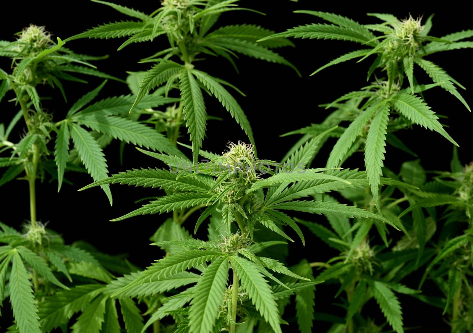 Hemp,cannabis indica is a useful and narcotic plant that is also used in medicine. Hemp,cannabis indica is a useful and narcotic plant that is also used in medicine.