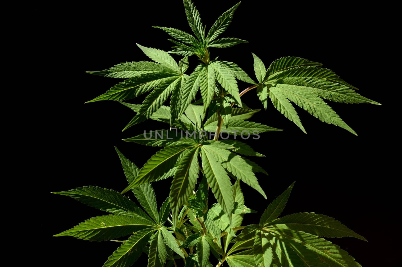 Hemp,cannabis indica is a useful and narcotic plant that is also used in medicine. Hemp,cannabis indica is a useful and narcotic plant that is also used in medicine.