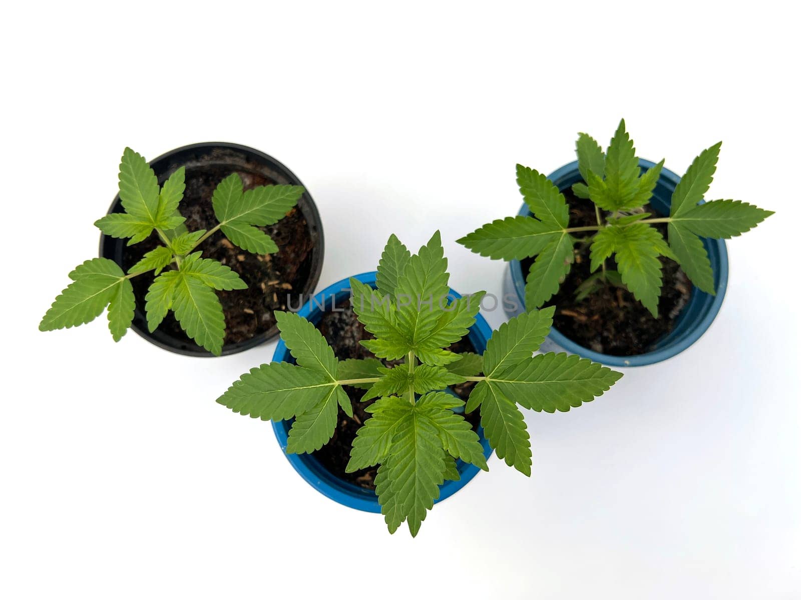 Hemp,cannabis indica is a useful and narcotic plant that is also used in medicine. Hemp,cannabis indica is a useful and narcotic plant that is also used in medicine.