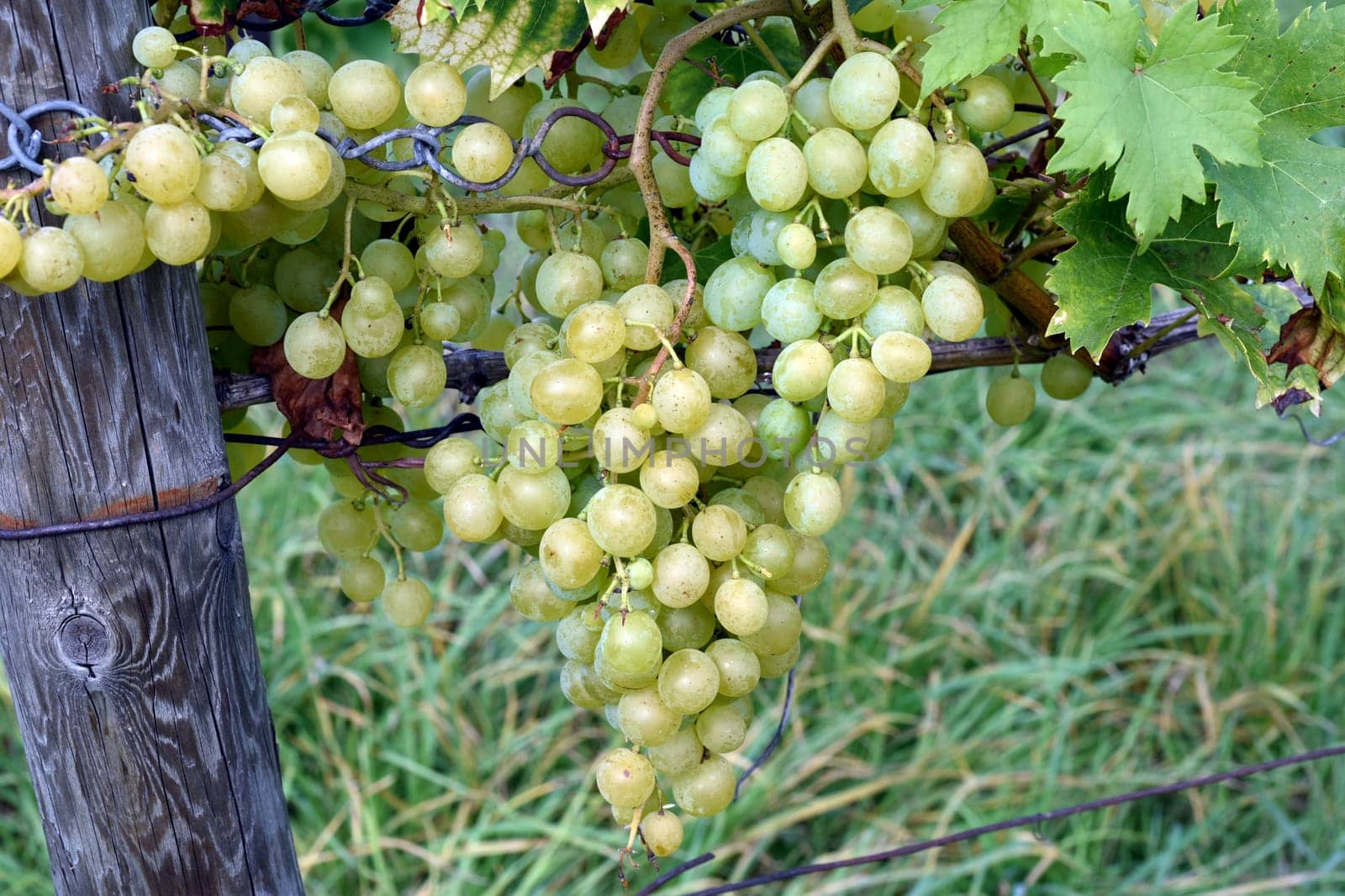 Gloria Hungaria,is a white wine that is mainly grown in Hungary,Balkans. Gloria Hungaria,White wine,Vitis vinifera,is a wine that is mainly grown in Hungary,Balkans