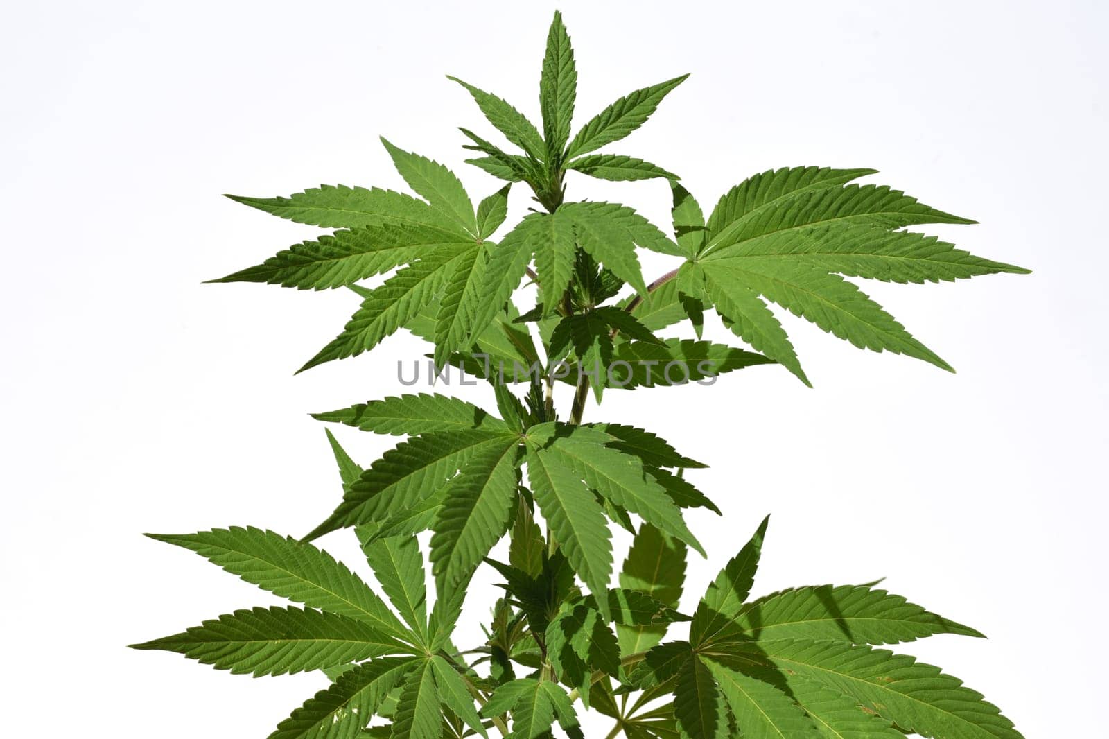 Hemp,cannabis indica is a useful and narcotic plant that is also used in medicine. Hemp,cannabis indica is a useful and narcotic plant that is also used in medicine.
