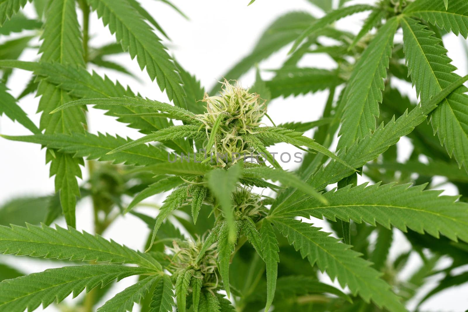 Hemp,cannabis indica is a useful and narcotic plant that is also used in medicine. Hemp,cannabis indica is a useful and narcotic plant that is also used in medicine.