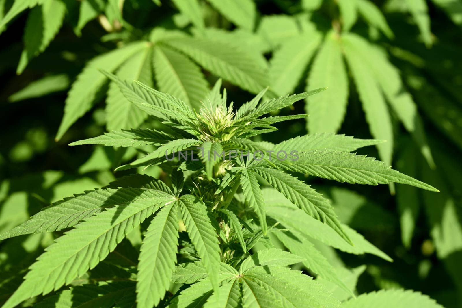 Hemp,cannabis indica is a useful and narcotic plant that is also used in medicine. Hemp,cannabis indica is a useful and narcotic plant that is also used in medicine.