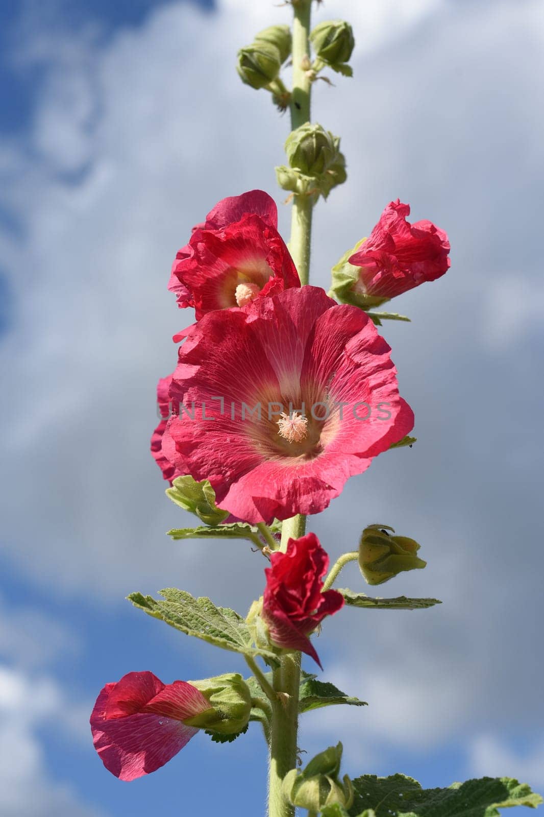 Hollyhock,Alcea rosea,also known as hollyhock or farmer's rose,is a beautiful garden flower and a medicinal plant. Hollyhock,Alcea rosea,also known as hollyhock or hollyhock is a beautiful garden flower and medicinal plant.