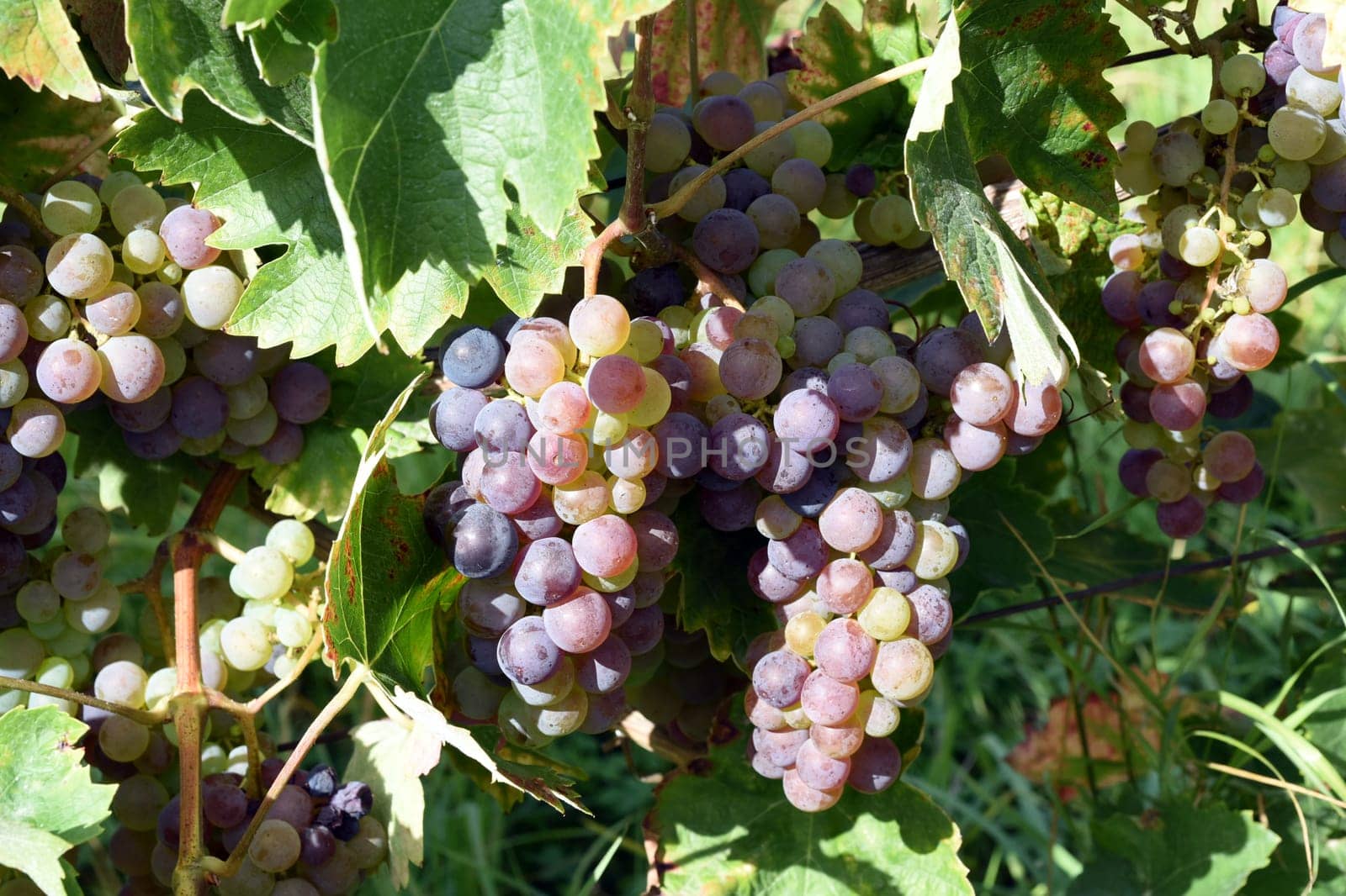 Kadarka red wine,Vitis vinifera,is a wine that is mainly grown in Hungary. Kadarka,Red wine,Vitis vinifera,is a wine that is mainly grown in Hungary.