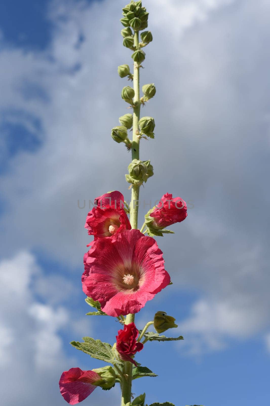 Hollyhock,Alcea rosea,also known as hollyhock or farmer's rose,is a beautiful garden flower and a medicinal plant. Hollyhock,Alcea rosea,also known as hollyhock or hollyhock is a beautiful garden flower and medicinal plant.