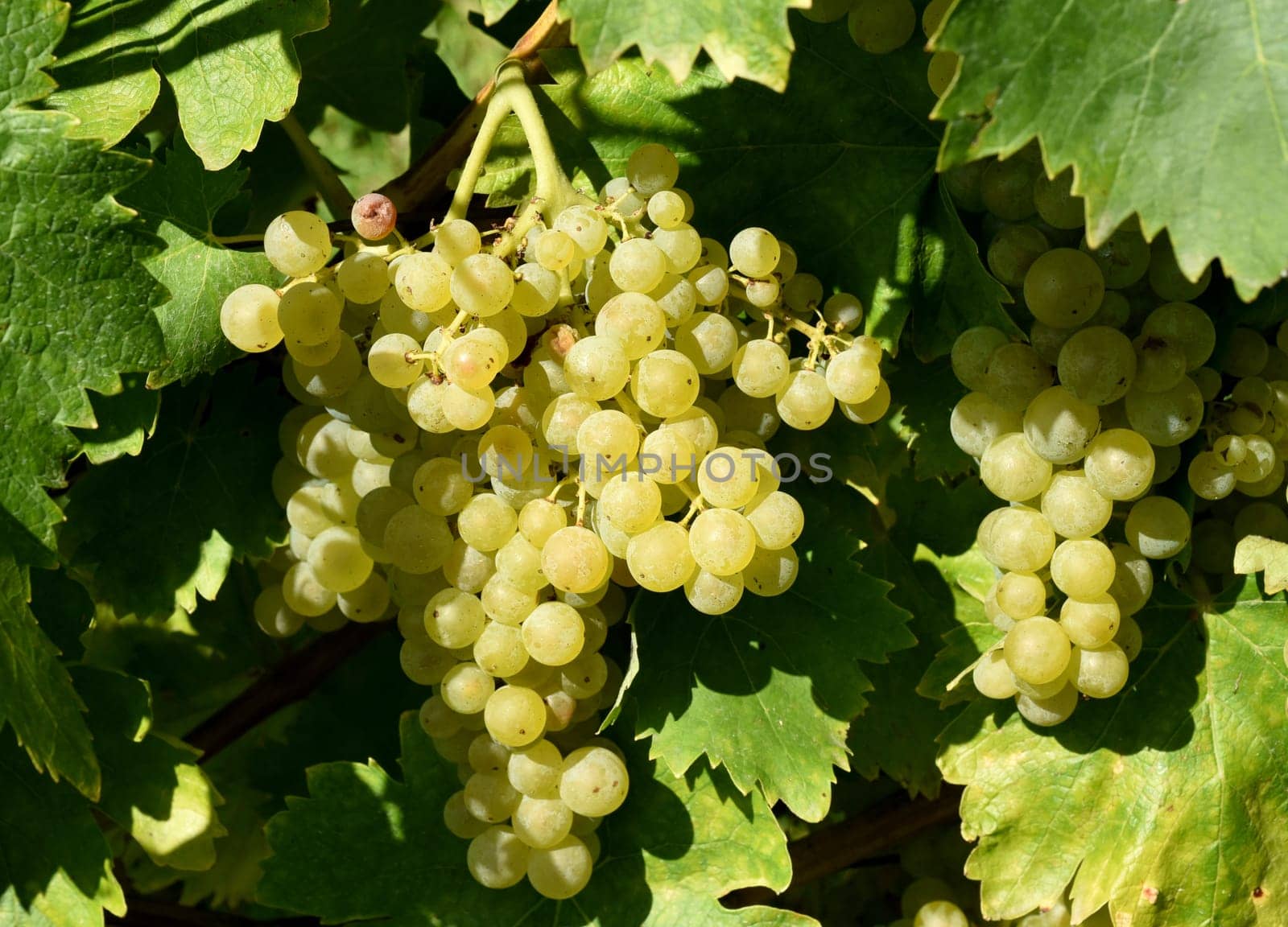 Trebbiani,Toscano,white wine,Italy,is a wine that is mainly grown in Italy. Trebbiani,Toscano,white wine,Italy,is a wine that is mainly grown in Italy.