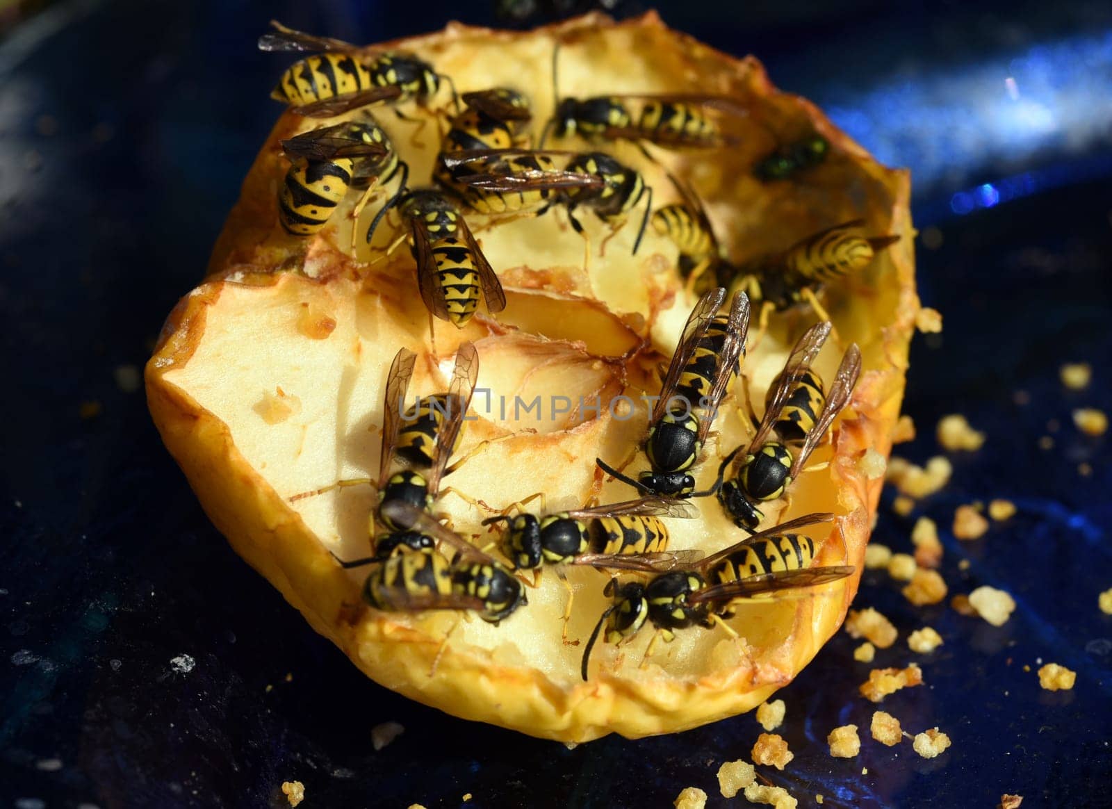 Wasp,Vespula germanica,is a useful and protected insect. Wasp,Vespula germanica,is a useful and protected insect.