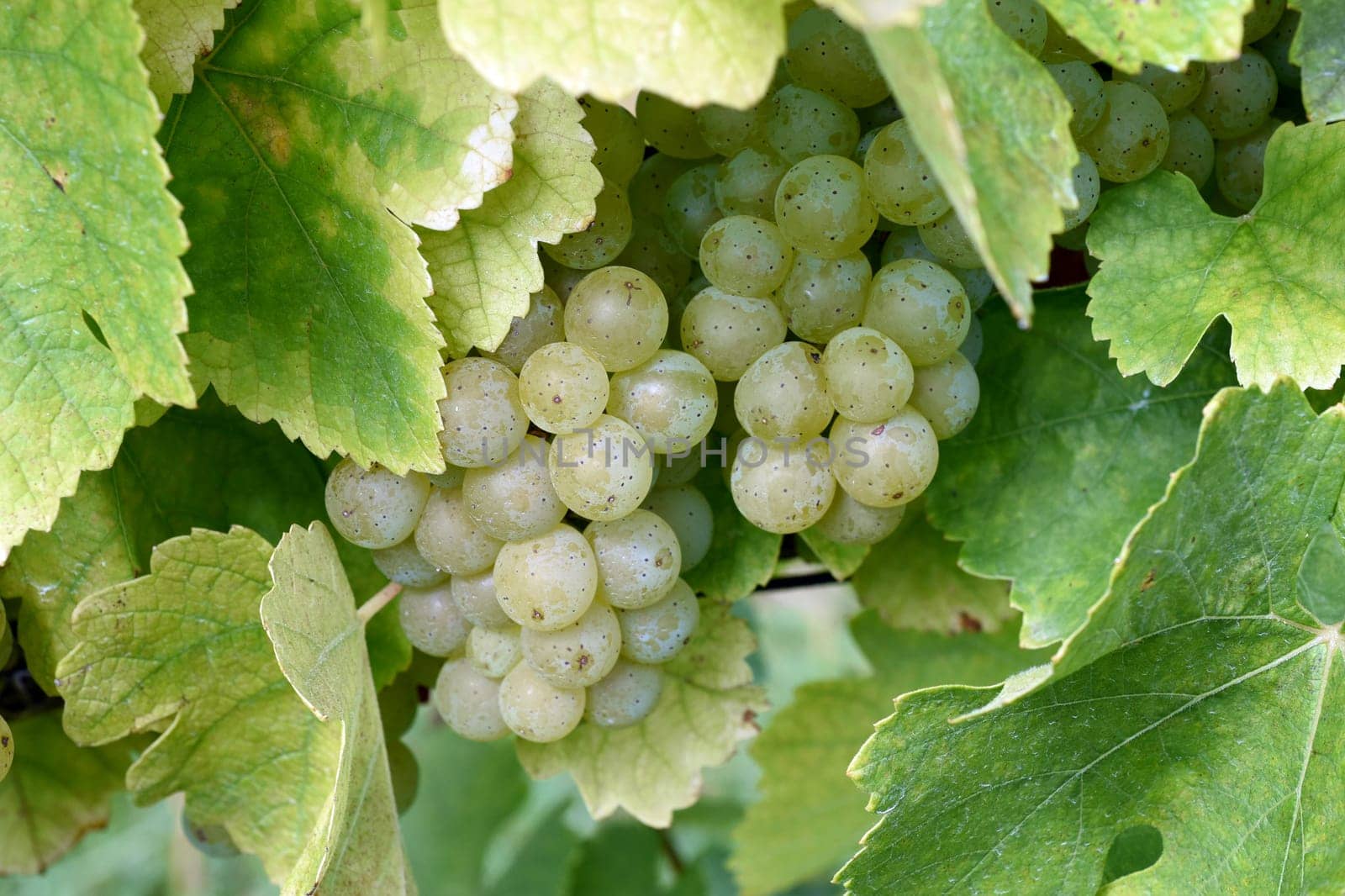 Mueller-Thurgau,Vitis vinifera,is a wine that is mainly grown in Germany. Mueller-Thurgau,white wine,Vitis,vinifera,is a wine that is mainly grown in Germany