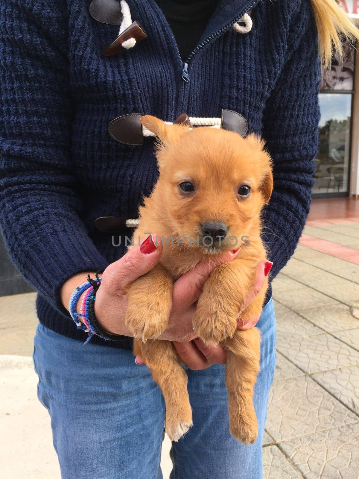 Cute red-haired breed puppy in hands on female outdoor. Cute domestic pet.