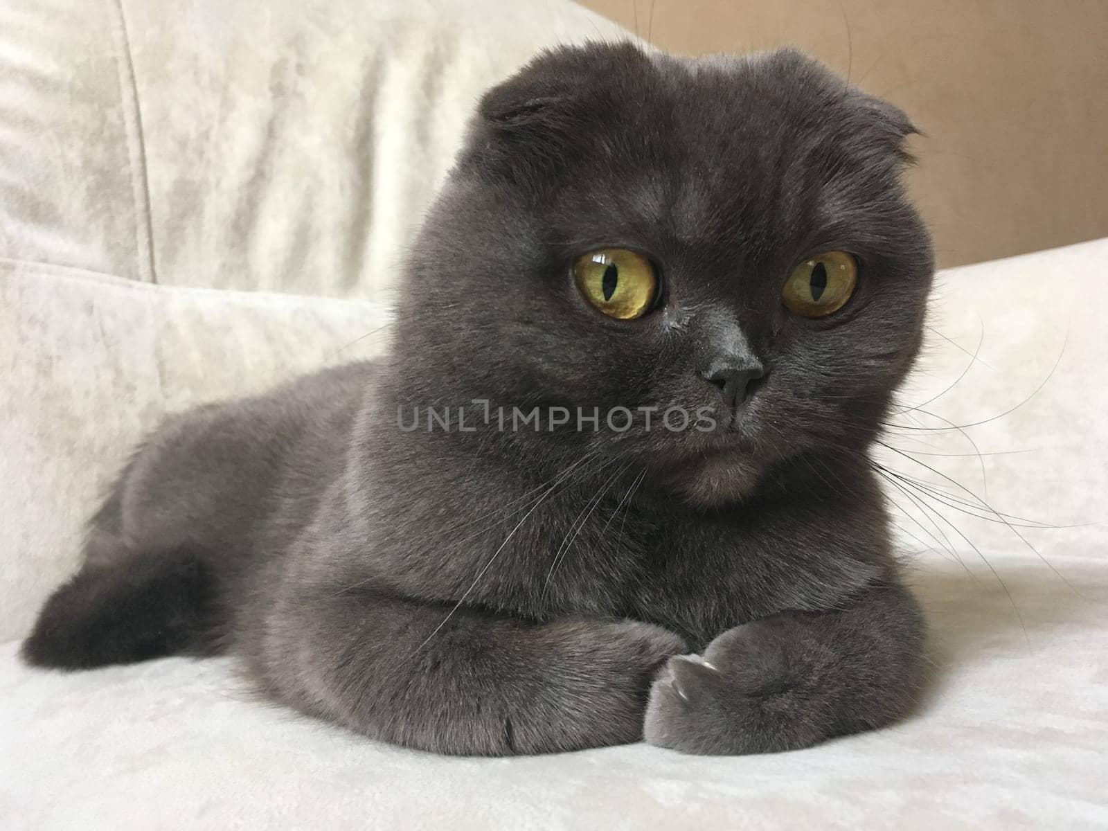 A Scottish Fold cat with distinctive folded ears and striking amber eyes sits attentively indoors. Purebred pet.