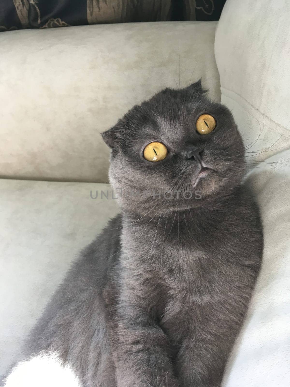 Surprised Scottish Fold cat with yellow eyes, sits curiously indoors, captivated by its surroundings with an innocent and inquisitive gaze.