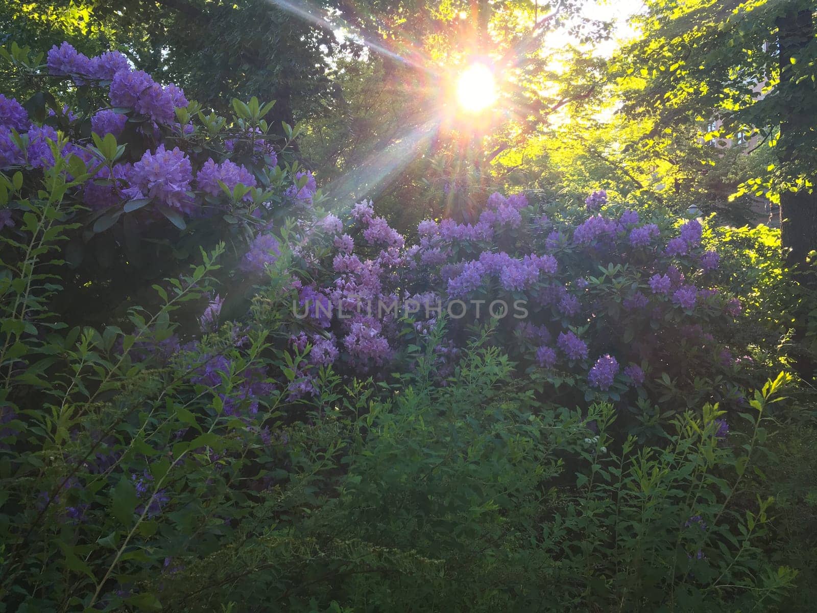 beautiful violet lilac flower bush blooming in the park in spring background.