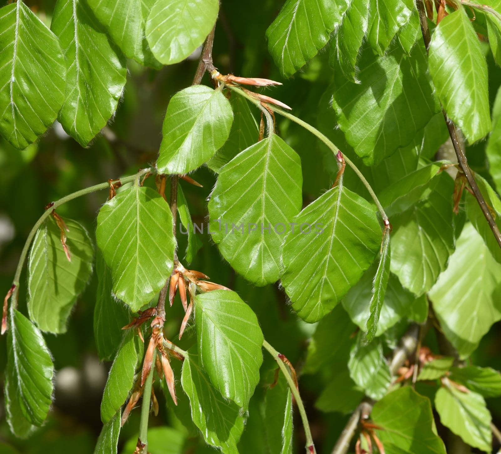 Beech,Fagus sylvatica,is a deciduous tree that is often found in our forests.  It is a powerful tree and its wood is an important supplier of timber. Beech,Fagus,sylvatica,is a deciduous tree,which is often found in our forests. It is a powerful tree and its wood is an important timber supplier.