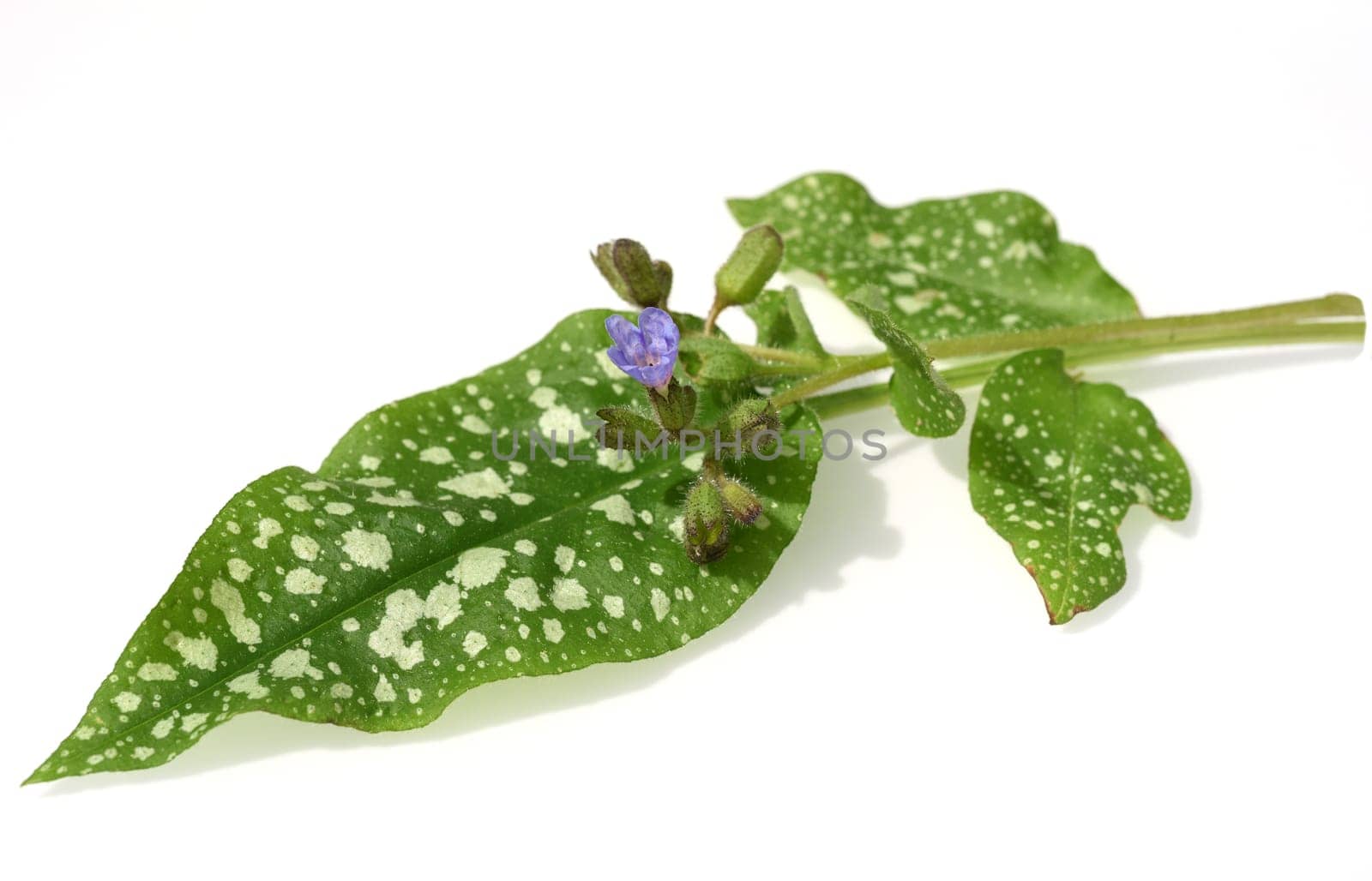 Lungwort,Pulmonaria,officinalis is an important medicinal and medicinal plant with blue flowers. Lung herb Pulmonaria,officinalis is an important medicinal and medicinal plant with blue flowers.