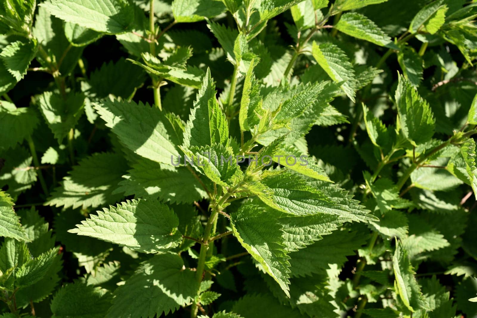 Stinging nettle the large,Urtica Dioica,belongs to the wild herbs and wild vegetables. It is a wild plant with green flowers. It is an important medicinal plant and is also used in medicine. The big nettle,Urtica dioica,belongs to the wild herbs and wild vegetables. It is a wild plant with green flowers. It is an important medicinal plant and is also used in medicine.