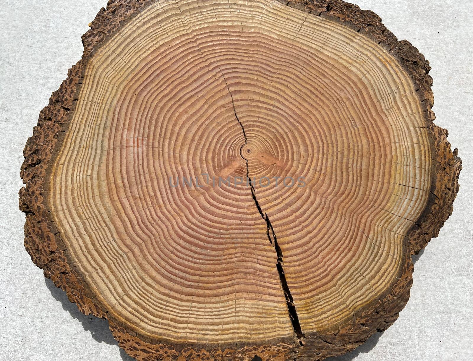 Annual rings are the growth rings of a tree in cross-section. Annual rings are the growth rings of a tree in cross section.