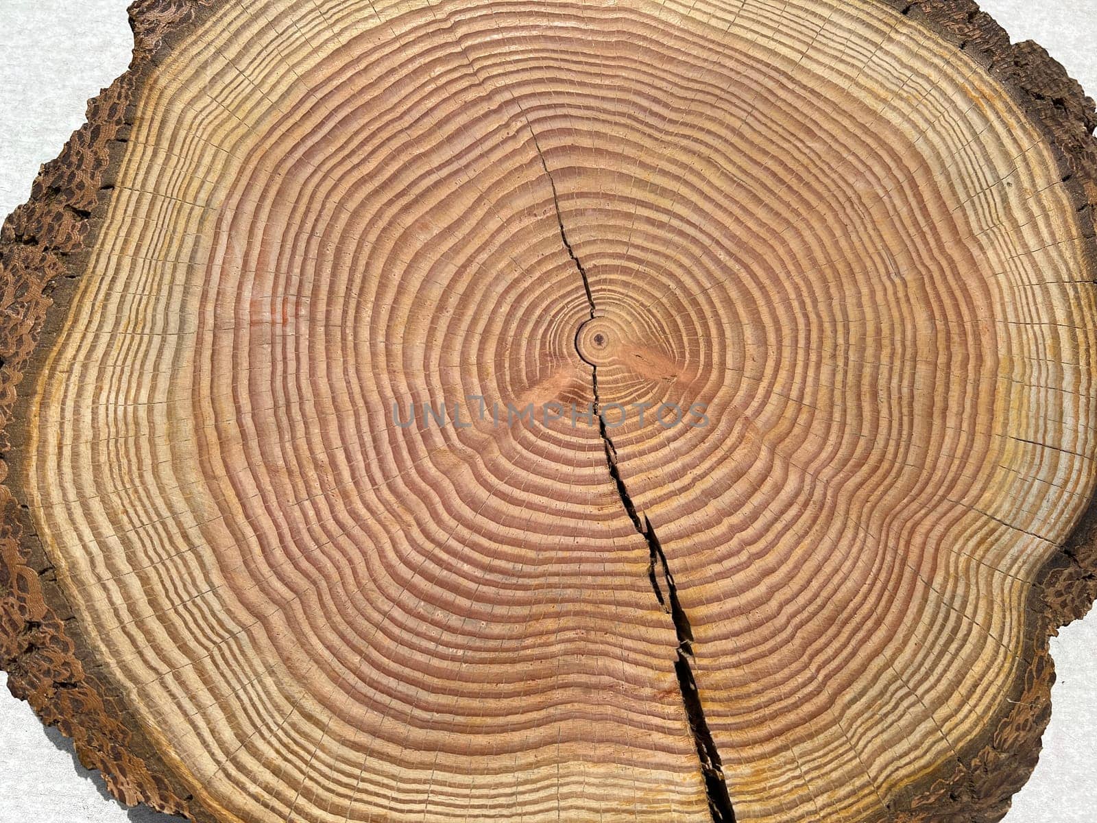 Annual rings are the growth rings of a tree in cross-section. Annual rings are the growth rings of a tree in cross section.