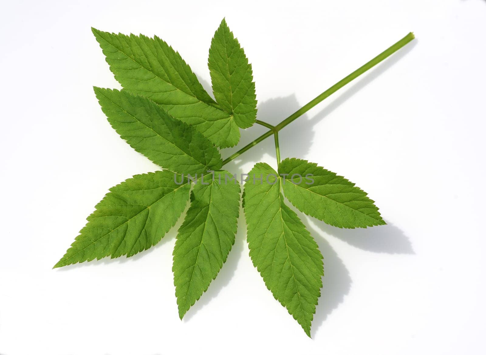 Goutweed,Aegopodium podagraria,belongs to the wild herbs and wild vegetables. It is a wild plant with white flowers. It is an important medicinal plant. Giersch,Aegopodium podagraria,belongs to the wild herbs and wild vegetables. It is a wild plant with white flowers. It is an important medicinal plant.