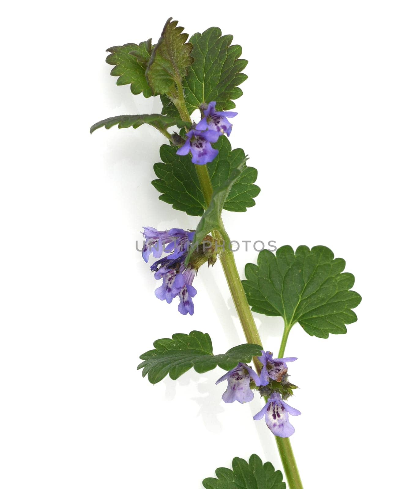 Creeping vine,Glechoma hederacea is an important medicinal and medicinal plant and has blue flowers. Ground vine,Glechoma hederacea is an important medicinal and medicinal plant with blue flowers