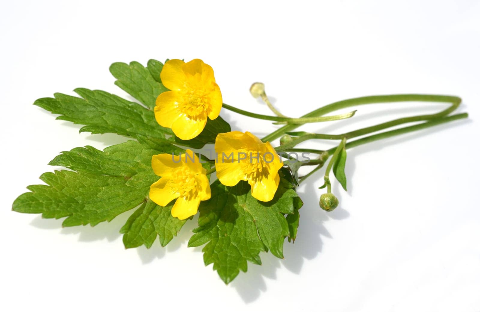 Buttercup Ranunculus acris,is a medicinal plant and a poisonous plant. It occurs wild in meadows and has beautiful yellow flowers. Ranunculus acris is a medicinal plant and a poisonous plant. It occurs wild on meadows and has beautiful yellow flowers.