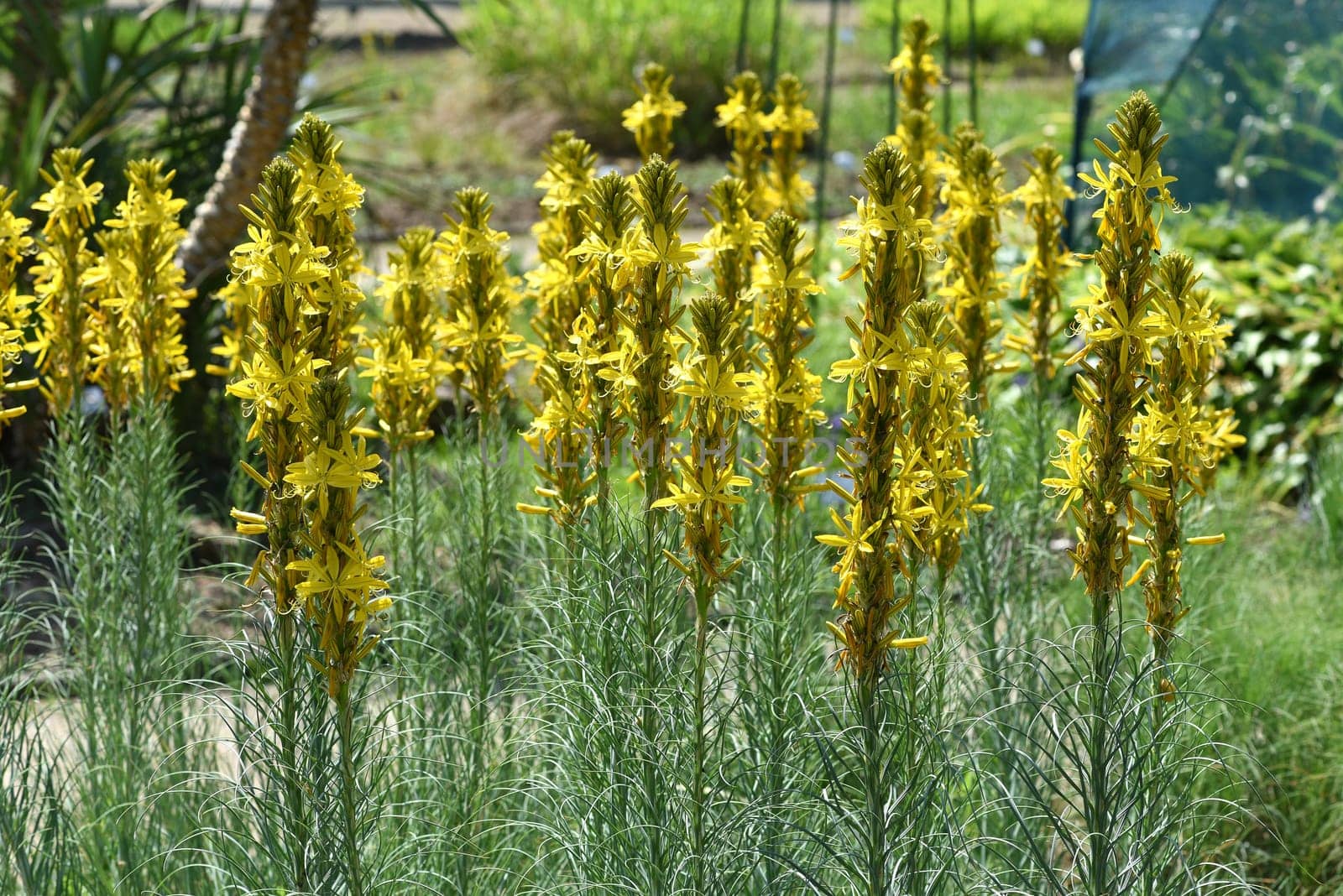 The yellow asphodel,formerly also known as goldroot,is a species of plant in the genus Junker lily. The yellow asphodel,formerly also called goldroot,is a species of plant from the genus of the junker lilies.