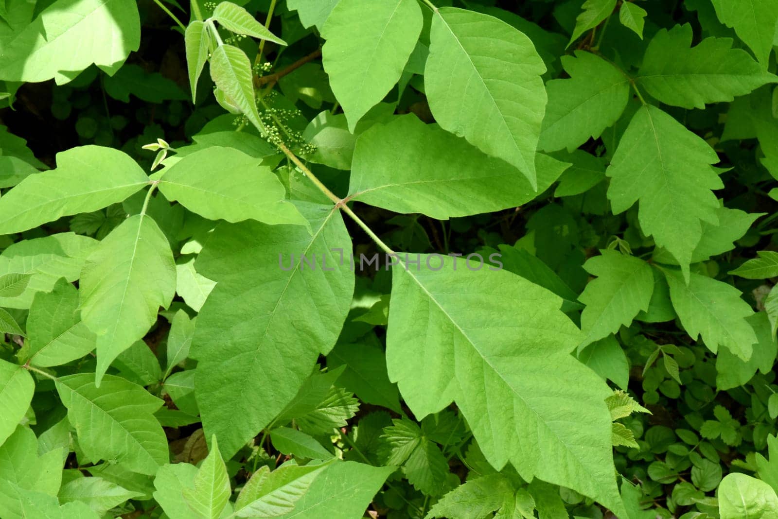Poison sumac,Rhus radicans,grows as a shrub,but is also able to climb with its adhesive roots. Poison sumac,Rhus radicans grows as a shrub,but is also able to climb with its roots