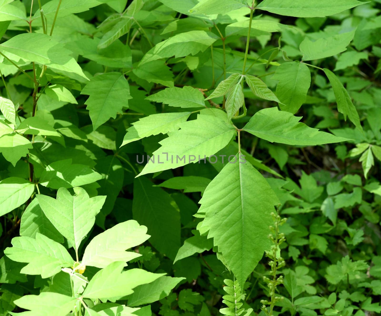Poison sumac,Rhus radicans,grows as a shrub,but is also able to climb with its adhesive roots. Poison sumac,Rhus radicans grows as a shrub,but is also able to climb with its roots