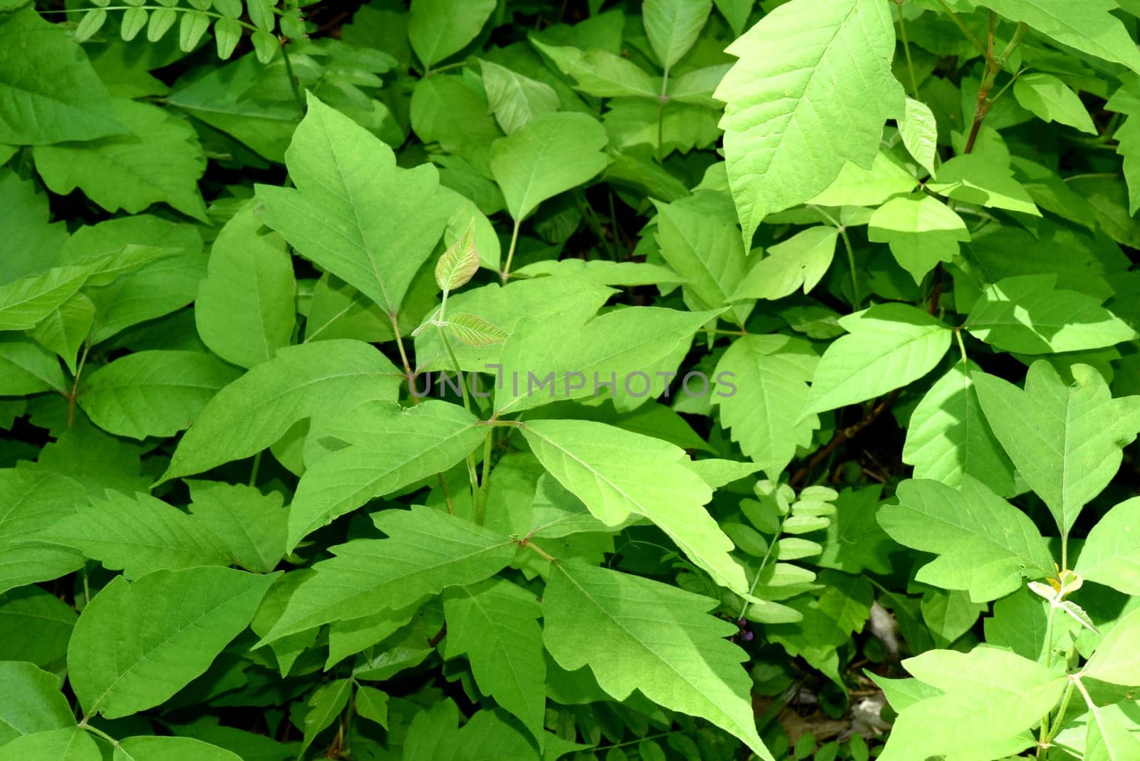 Poison sumac,Rhus radicans,grows as a shrub,but is also able to climb with its adhesive roots. Poison sumac,Rhus radicans grows as a shrub,but is also able to climb with its roots