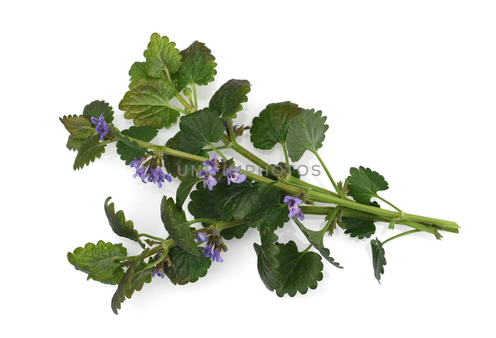Creeping vine,Glechoma hederacea is an important medicinal and medicinal plant and has blue flowers. Ground vine,Glechoma hederacea is an important medicinal and medicinal plant with blue flowers
