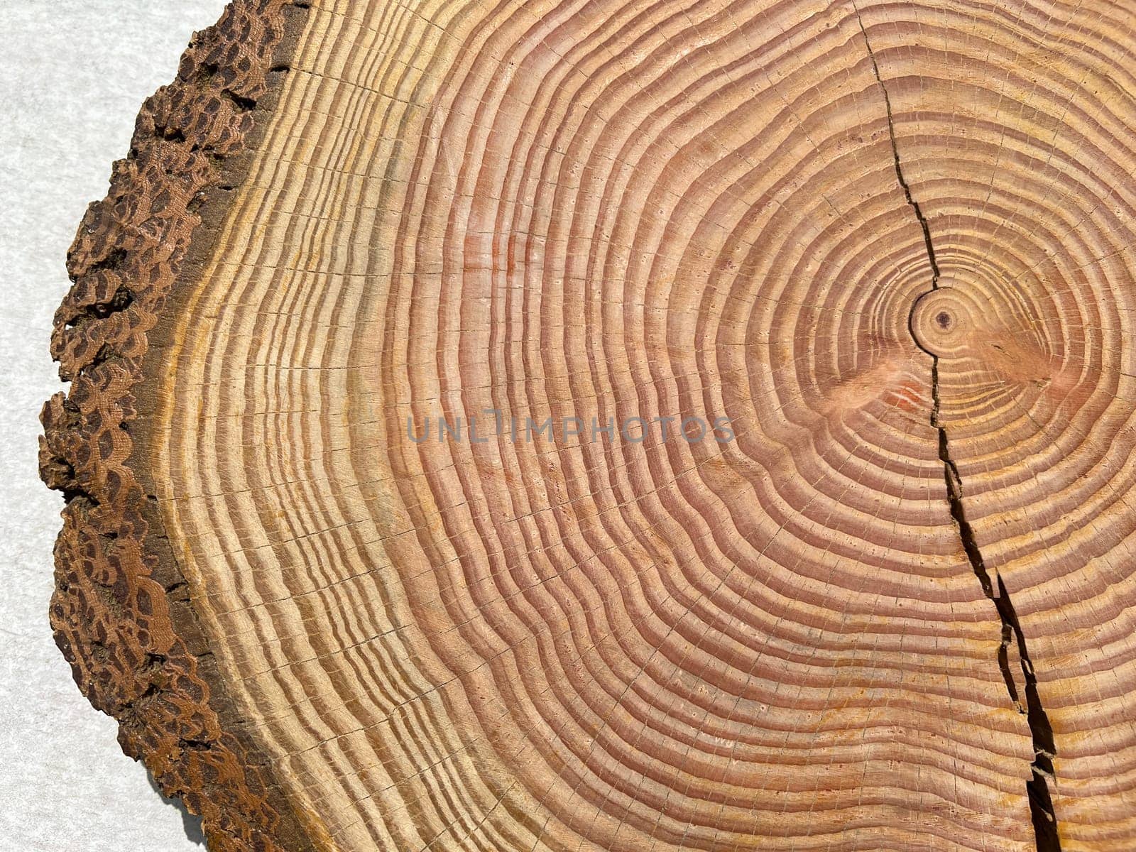 Annual rings are the growth rings of a tree in cross-section. Annual rings are the growth rings of a tree in cross section.
