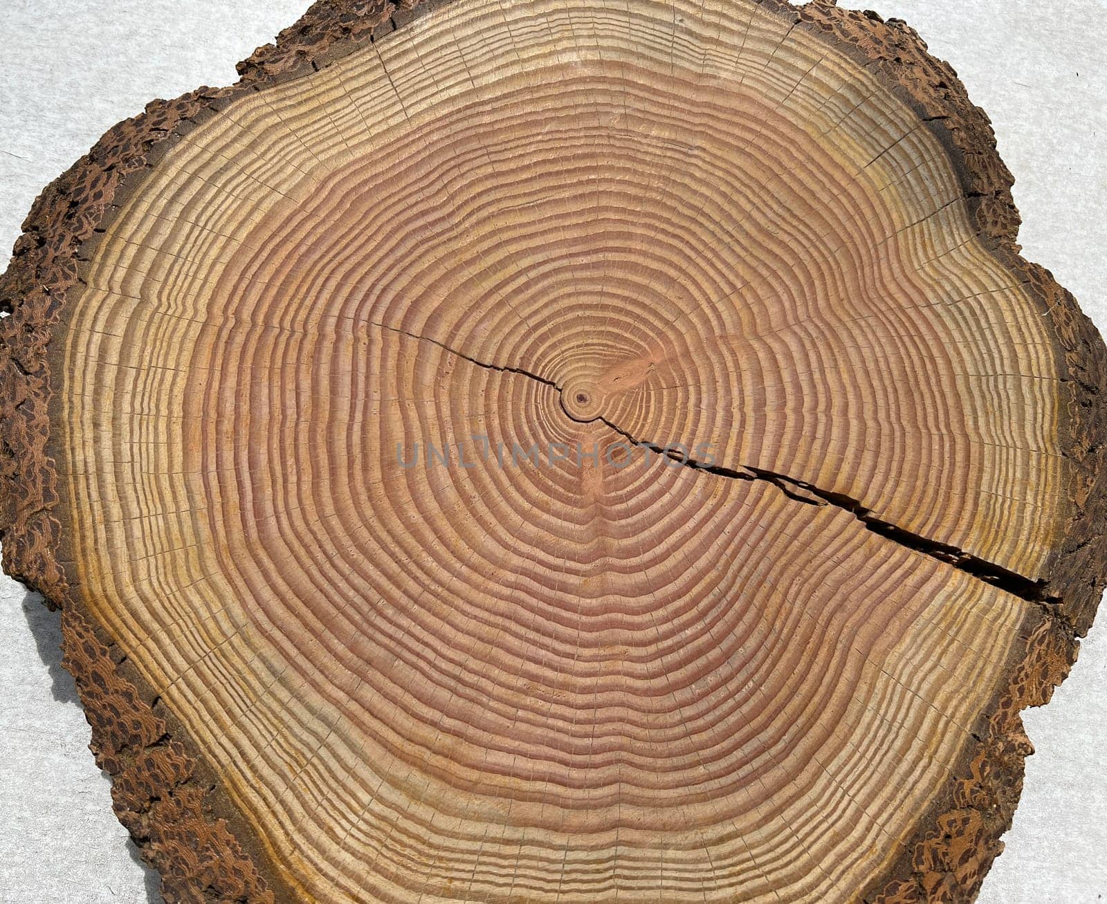 Annual rings are the growth rings of a tree in cross-section. Annual rings are the growth rings of a tree in cross section.