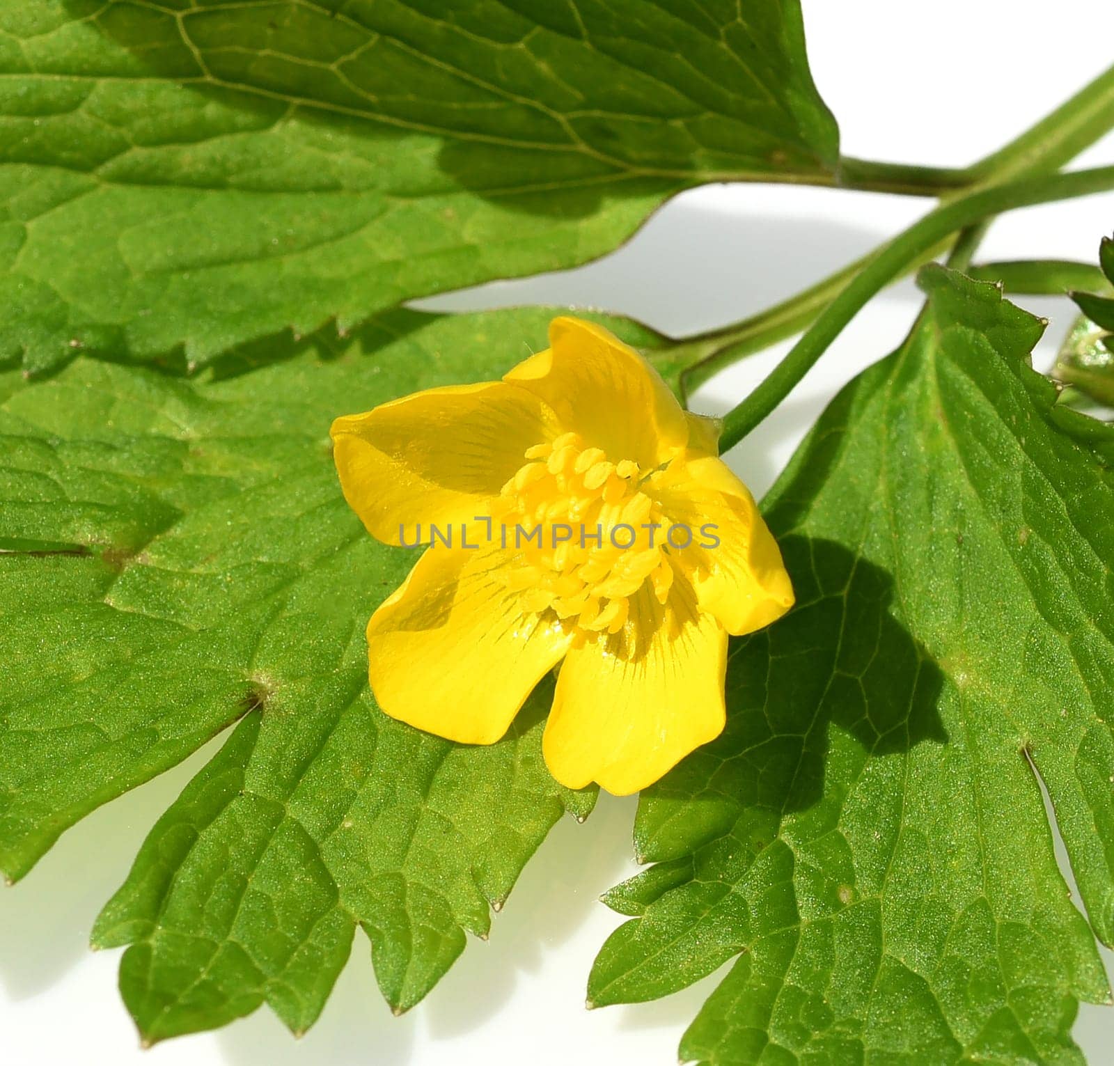Buttercup Ranunculus acris,is a medicinal plant and a poisonous plant. It occurs wild in meadows and has beautiful yellow flowers. Ranunculus acris is a medicinal plant and a poisonous plant. It occurs wild on meadows and has beautiful yellow flowers.