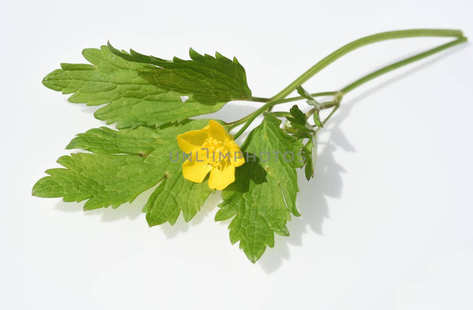 Buttercup Ranunculus acris,is a medicinal plant and a poisonous plant. It occurs wild in meadows and has beautiful yellow flowers. Ranunculus acris is a medicinal plant and a poisonous plant. It occurs wild on meadows and has beautiful yellow flowers.