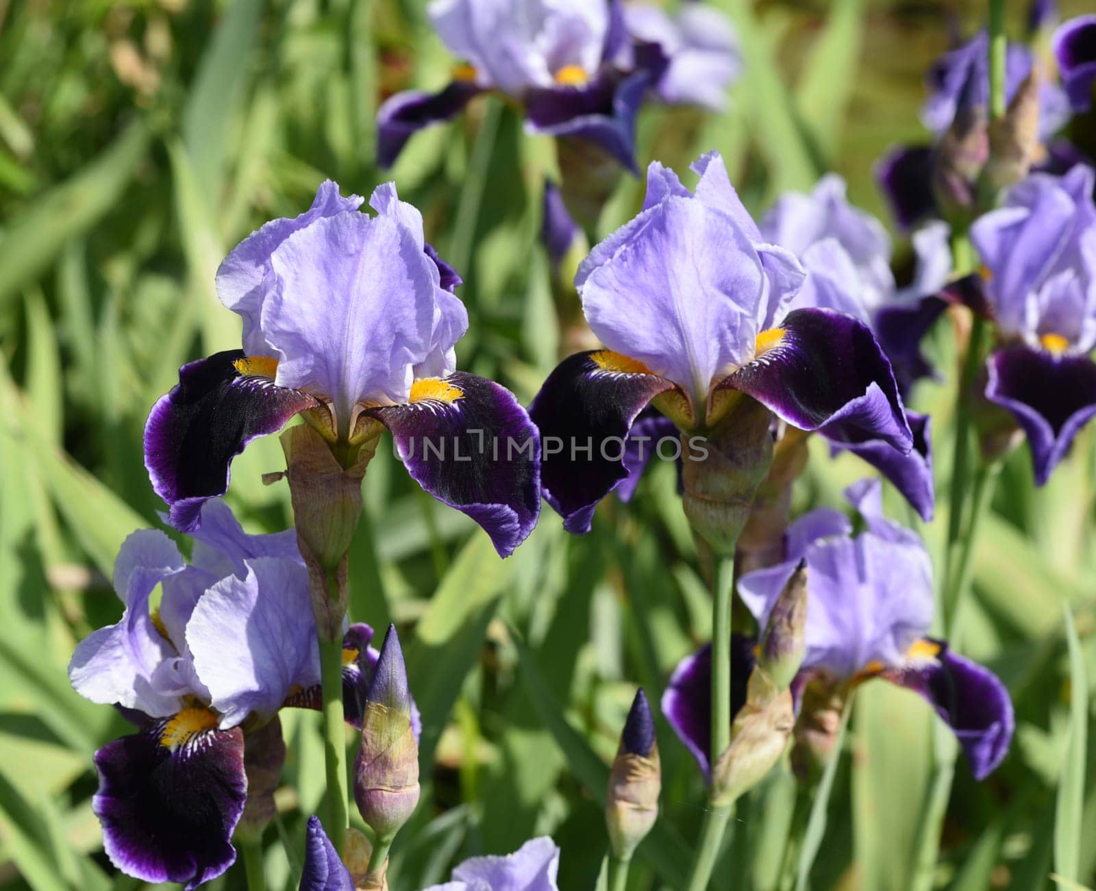 Iris,The iris is a wild-growing flower with blue flowers. The iris is a wild flower with blue flowers.