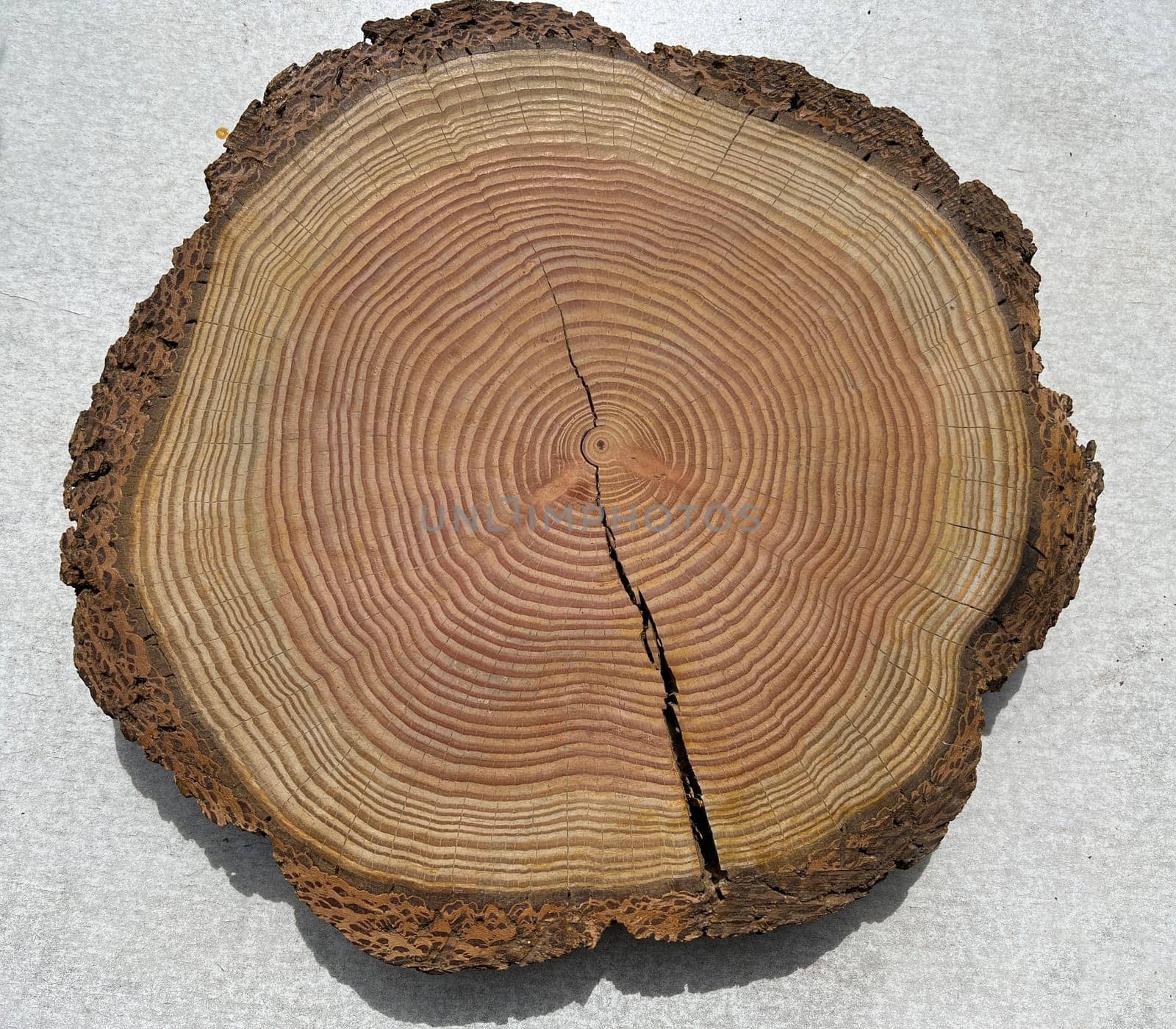 Annual rings are the growth rings of a tree in cross-section. Annual rings are the growth rings of a tree in cross section.