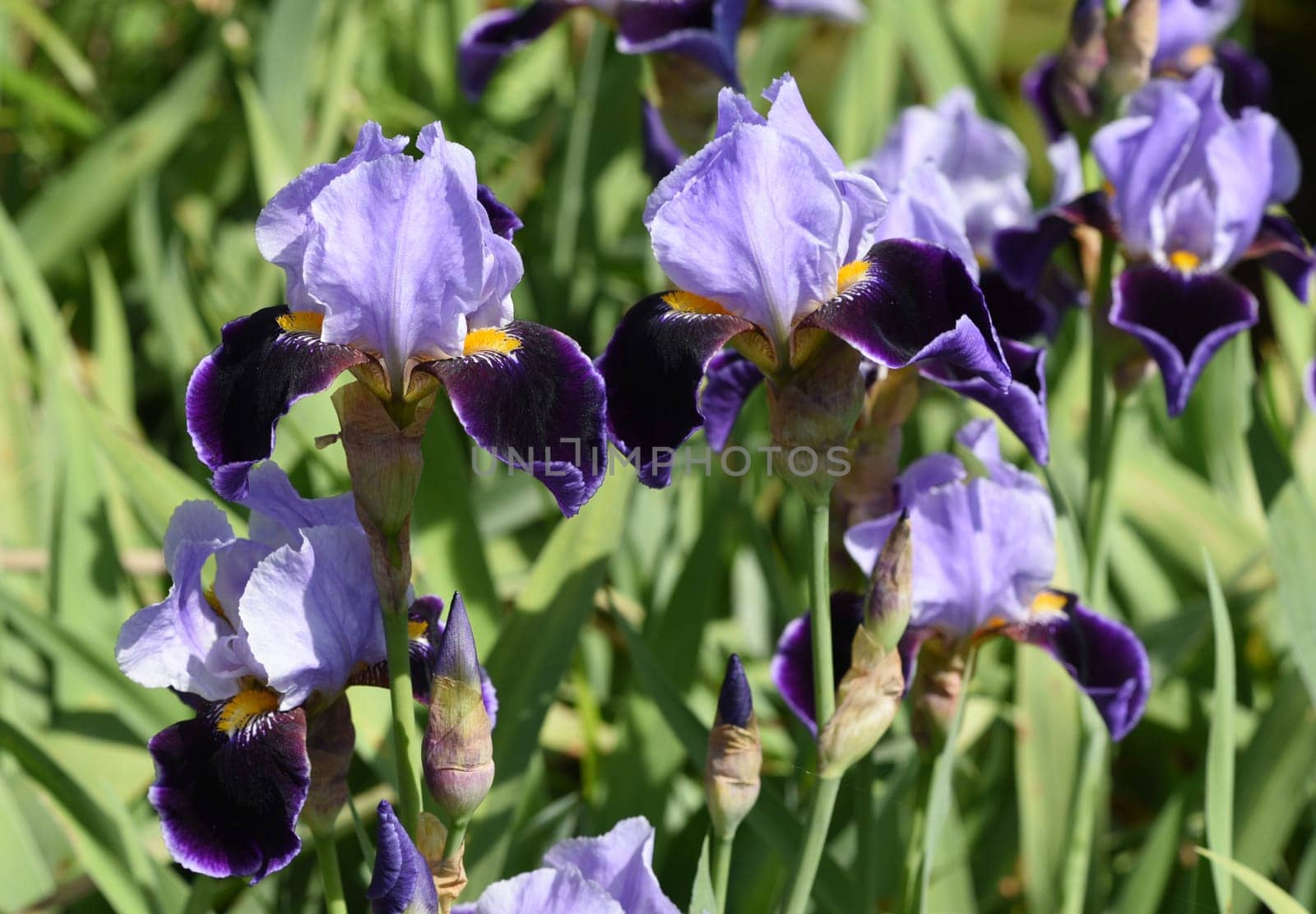 Iris,The iris is a wild-growing flower with blue flowers. The iris is a wild flower with blue flowers.