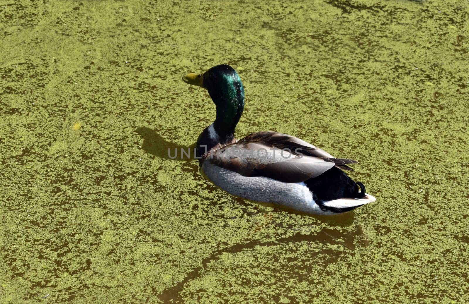 Mallard,Anas platyrhynchos is the grassiest and most widespread duck in Germany. Mallard,Anas platyrhynchos is the largest and most widespread duck in Germany.