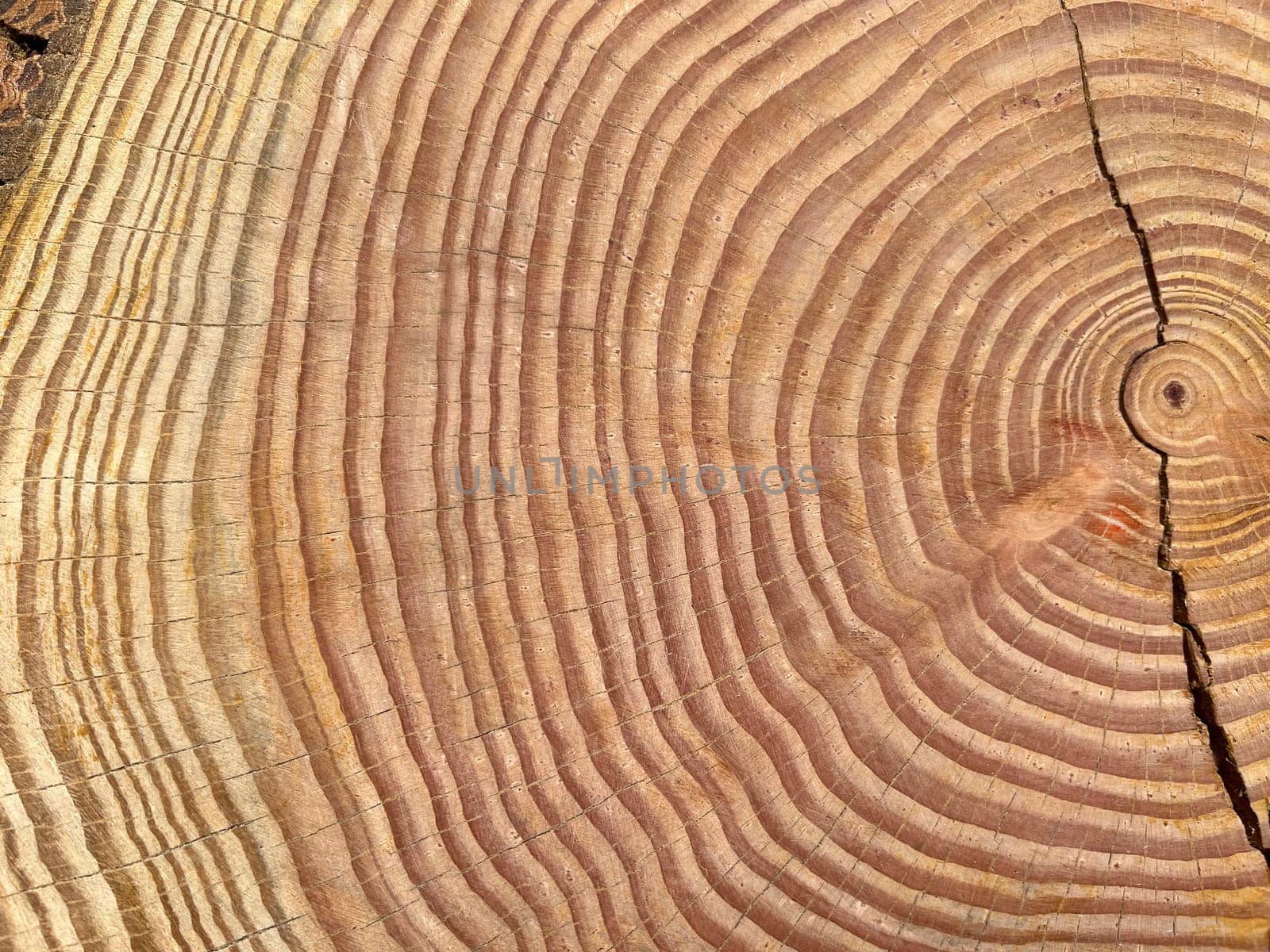 Annual rings are the growth rings of a tree in cross-section. Annual rings are the growth rings of a tree in cross section.